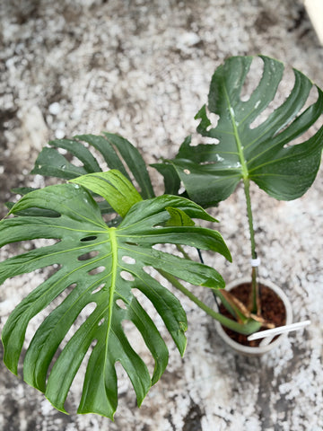 Monstera Tattoo Nr. 4.