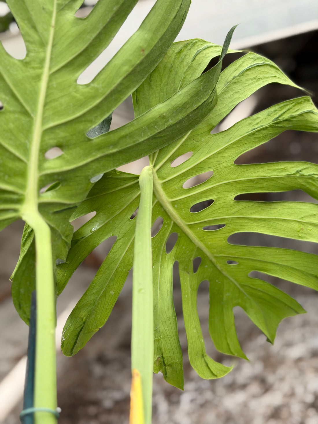 Monstera Tattoo Nr. 4.