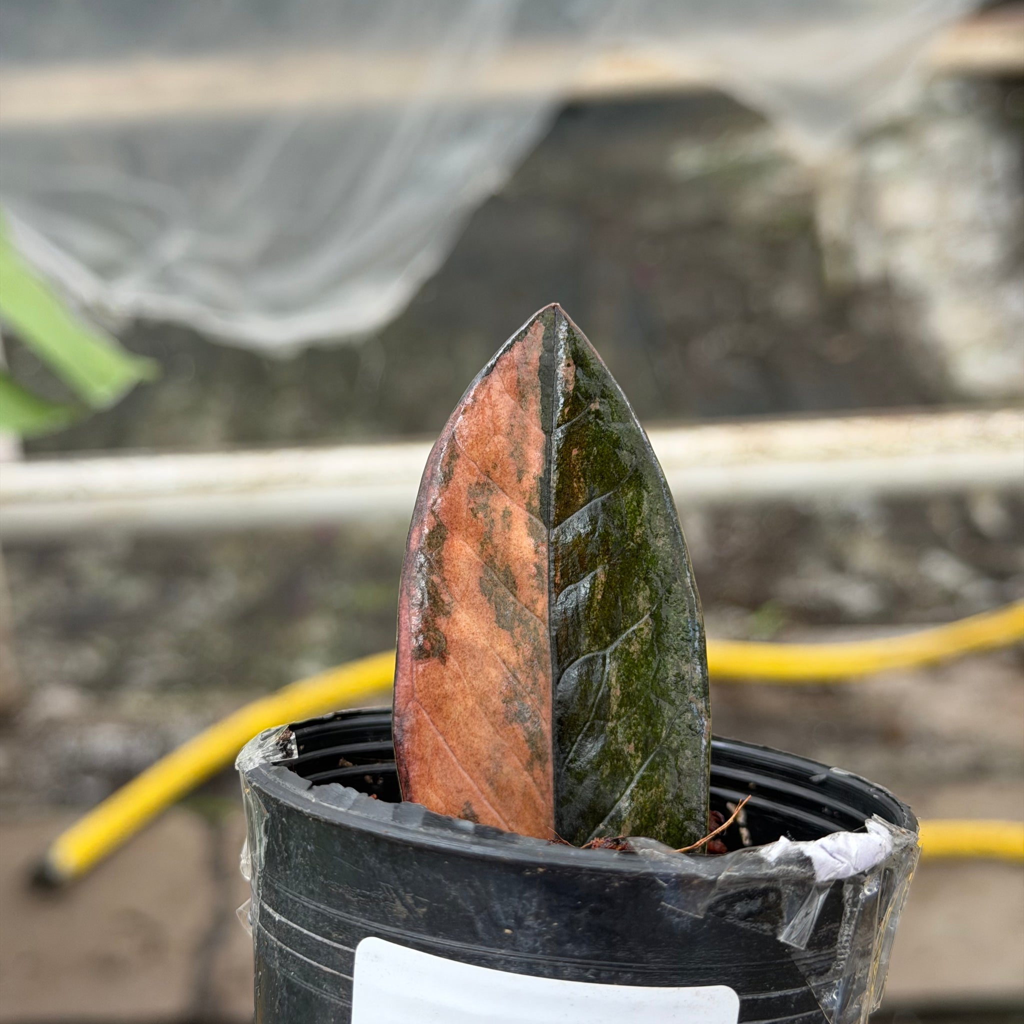 rare zz plant zamioculcas zamiifolia hardy house plant Zamioculcas zamiifolia black variegated – GrowJungle