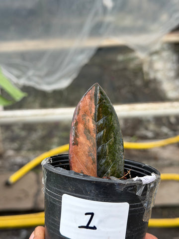 Zamioculcas zamiifolia black variegated