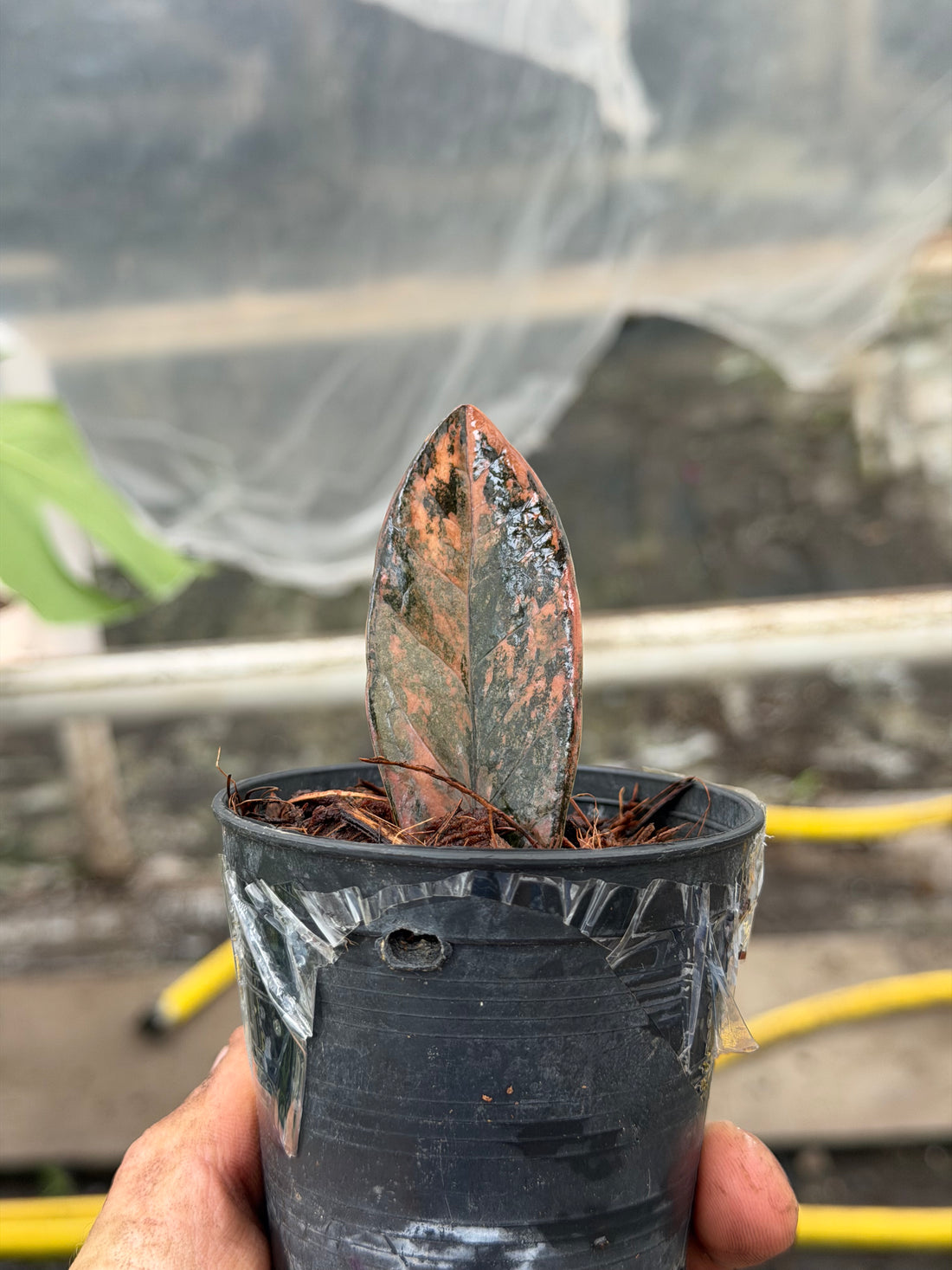 Zamioculcas zamiifolia black variegated