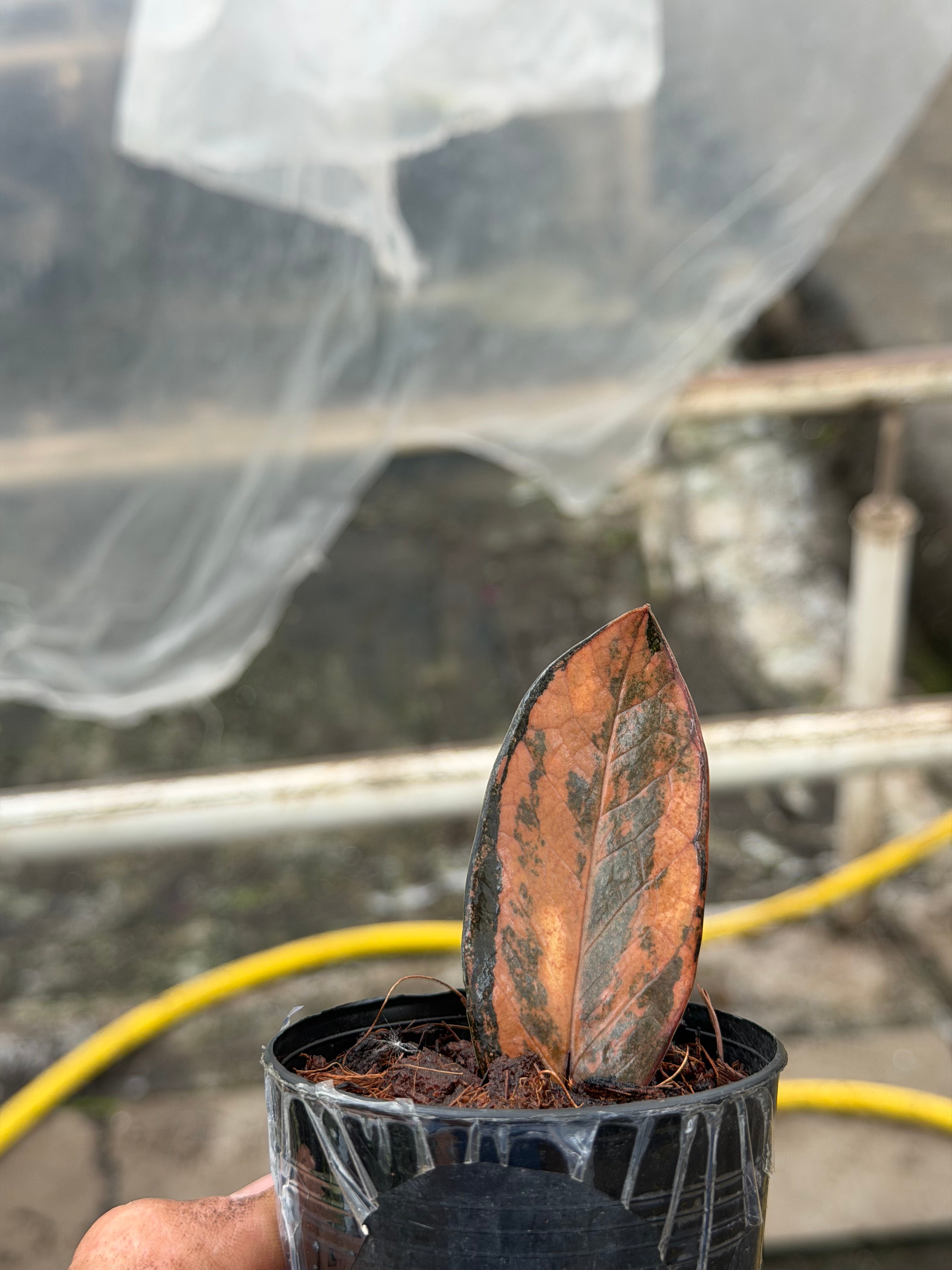 Zamioculcas zamiifolia black variegated – GrowJungle