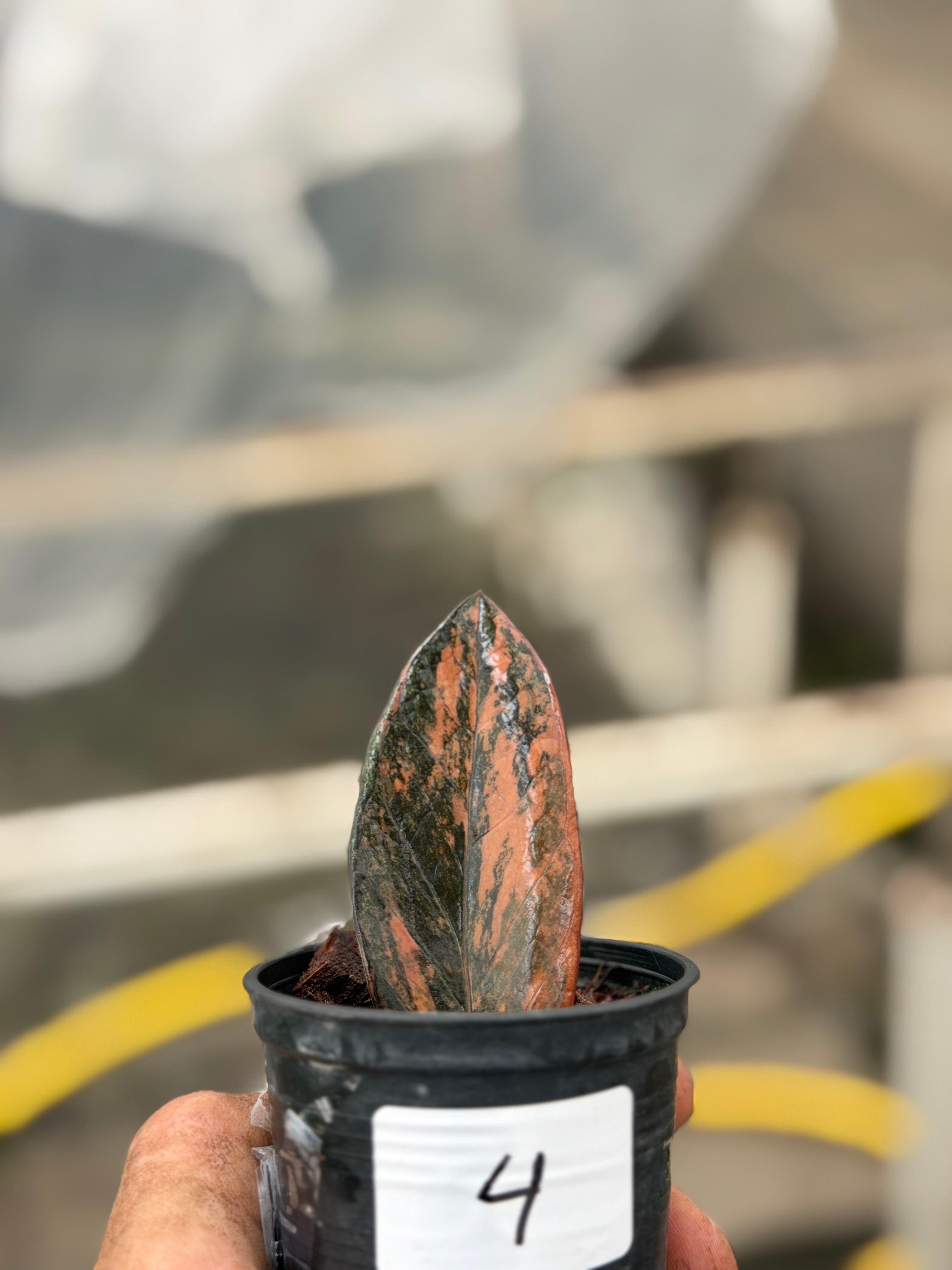 Zamioculcas zamiifolia black variegated – GrowJungle
