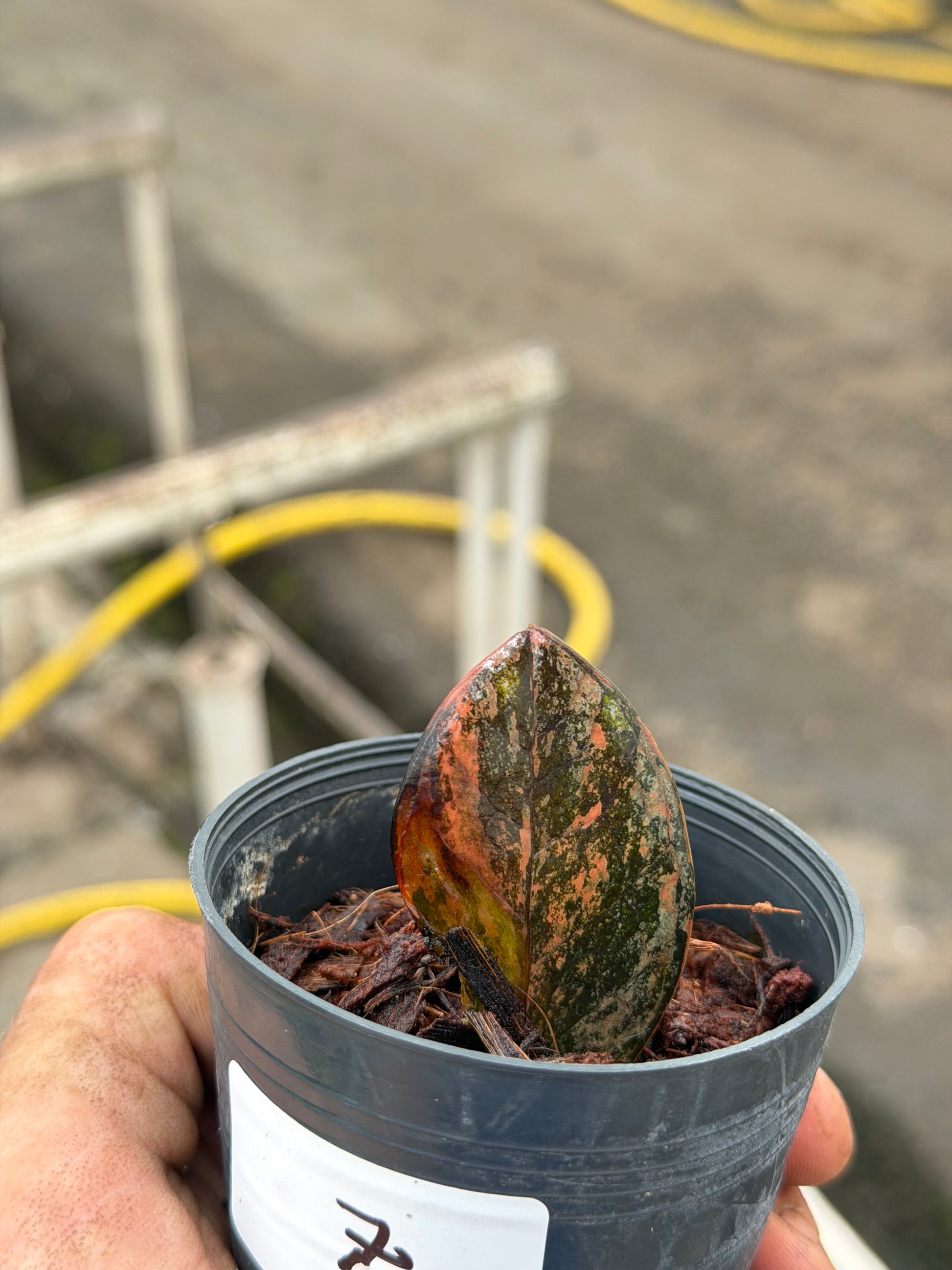 rare zz plant zamioculcas zamiifolia hardy house plant Zamioculcas zamiifolia Black variegated