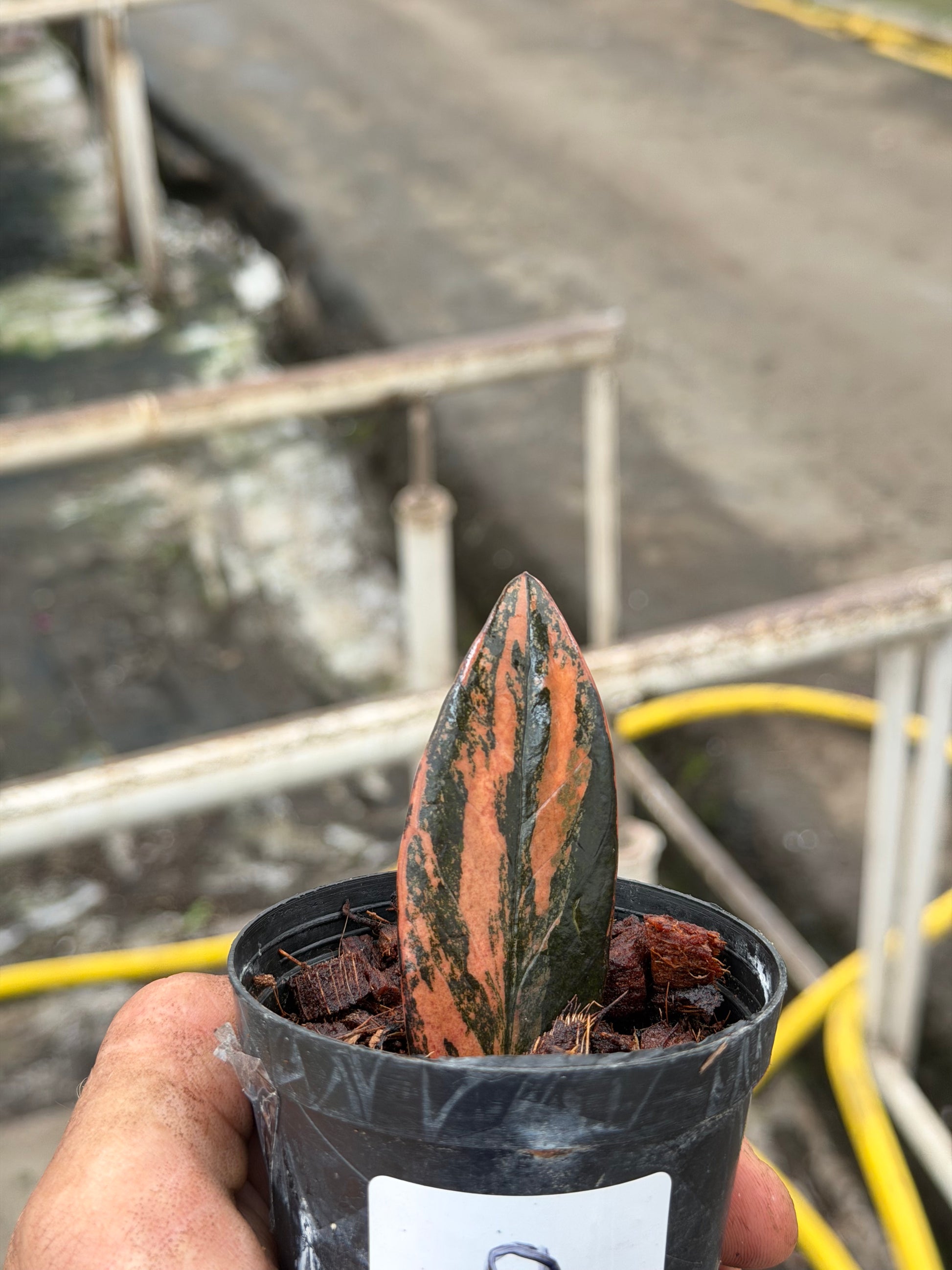 rare zz plant zamioculcas zamiifolia hardy house plant Zamioculcas zamiifolia Black variegated