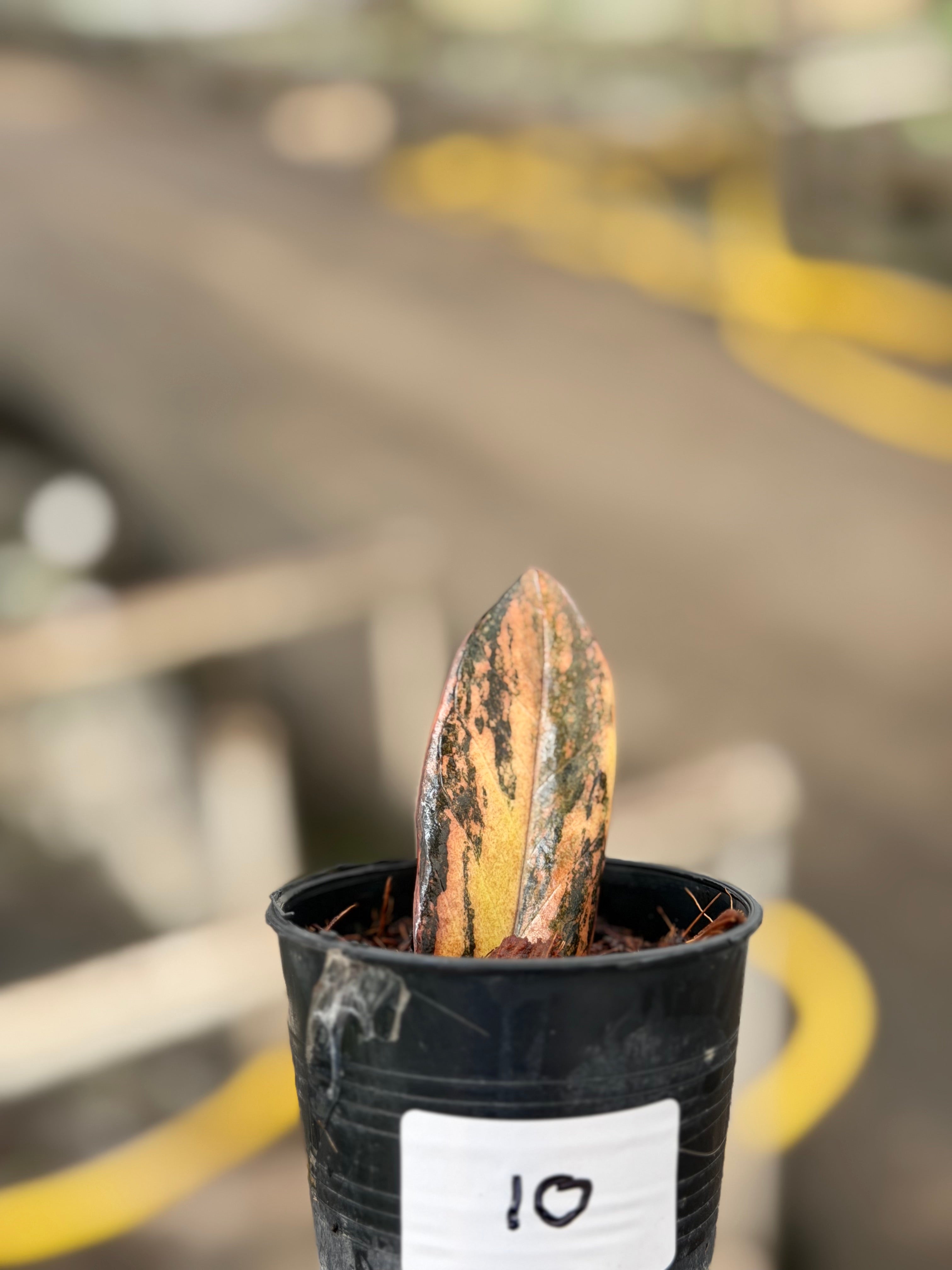 Zamioculcas zamiifolia black variegated – GrowJungle