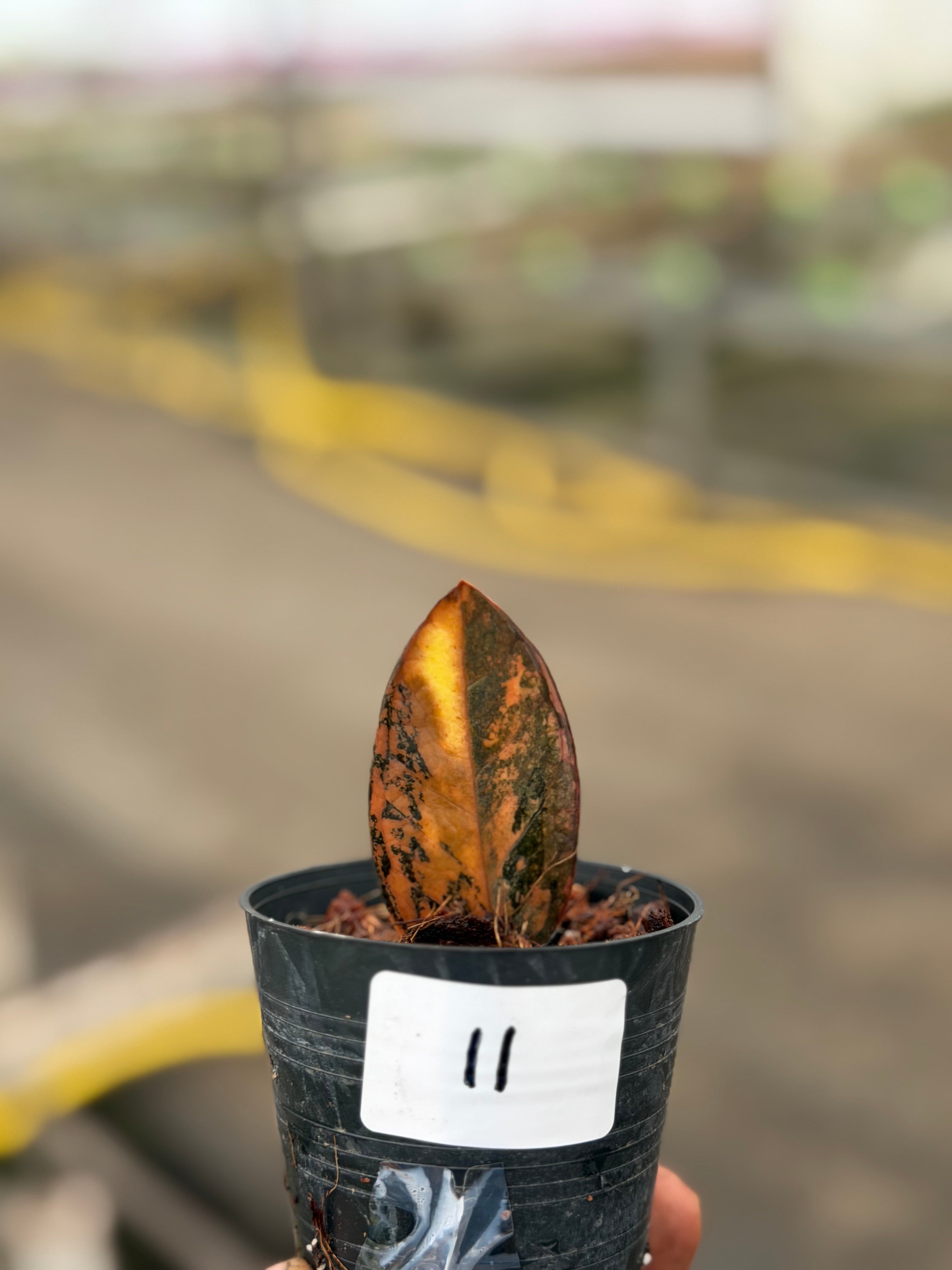 Zamioculcas zamiifolia black variegated – GrowJungle
