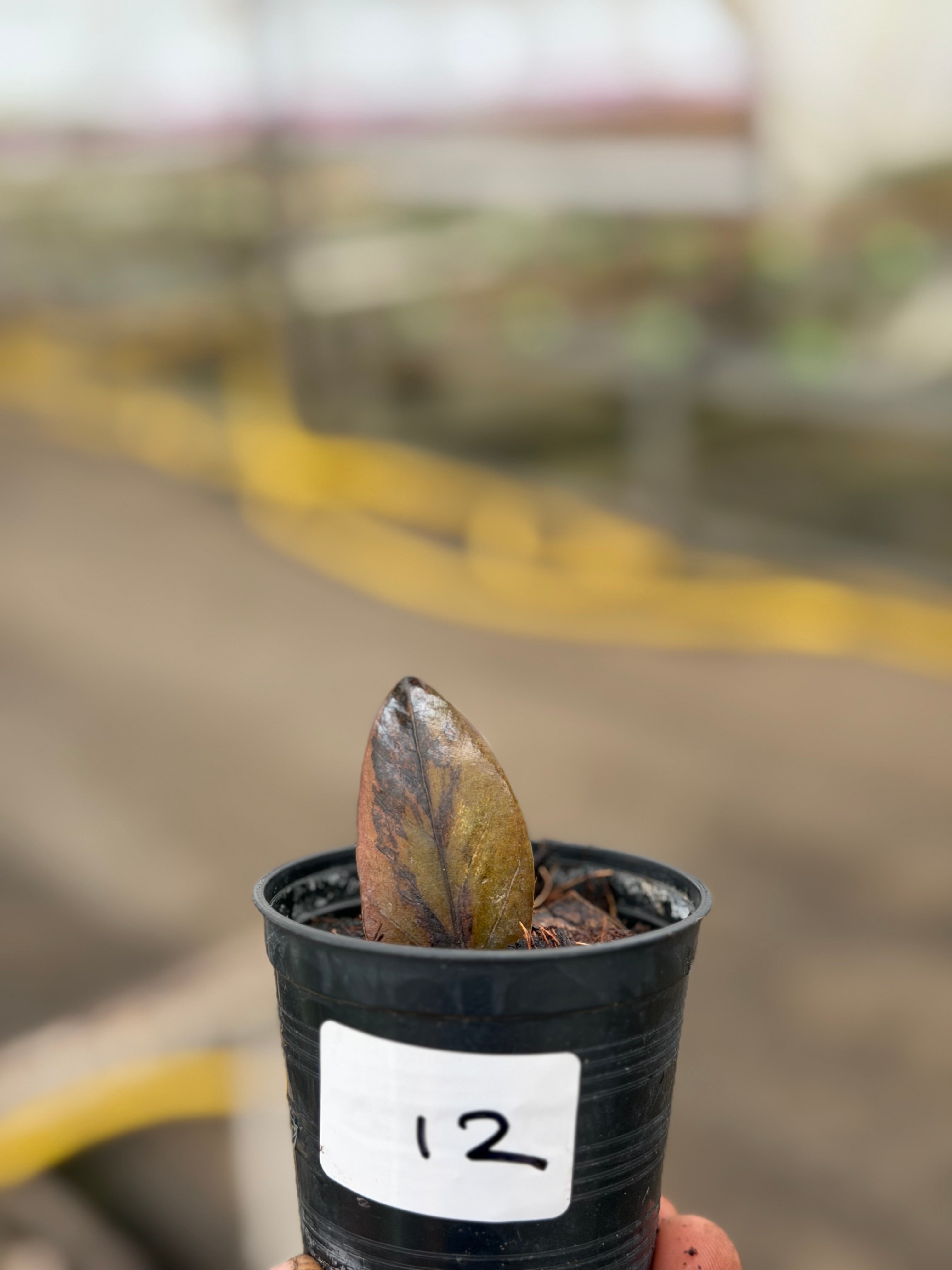 Zamioculcas zamiifolia black variegated – GrowJungle