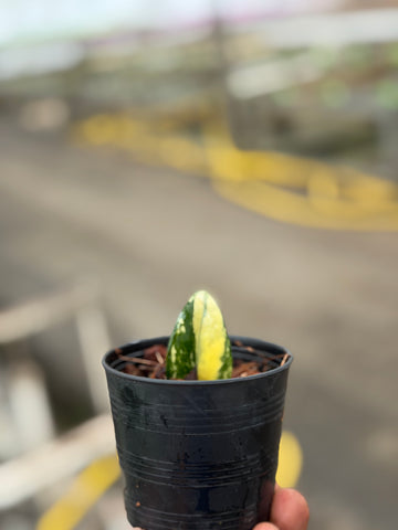 Zamioculcas zamiifolia Golden Dwarf