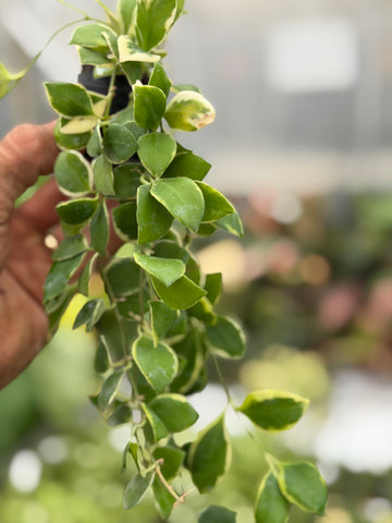 Hoya Heuschkeliana Variegated