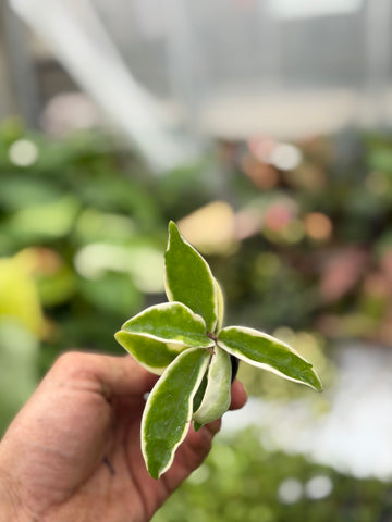 Hoya Suzie Q
