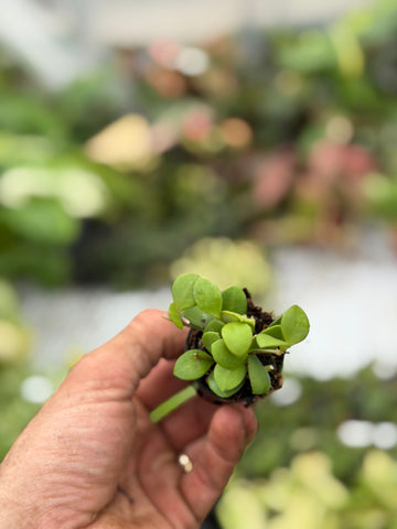 Hoya Carmelae