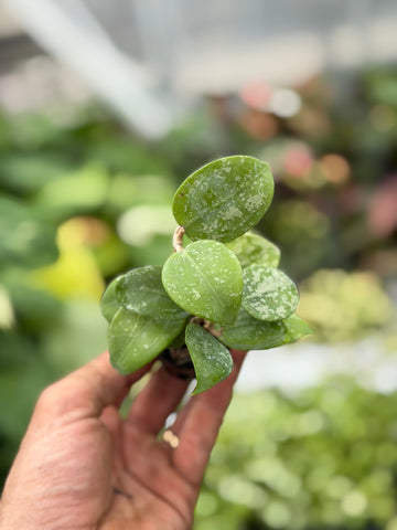 Hoya Parasitica Splash