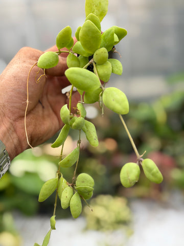 Hoya Parireba