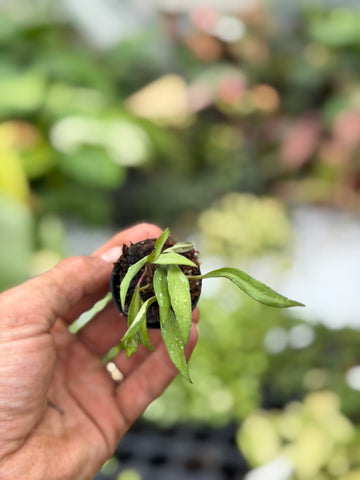 Hoya Mirabilis