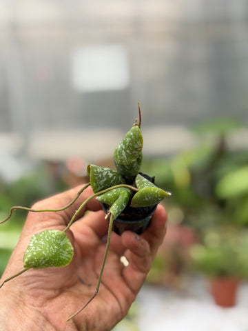 Hoya Imbricata