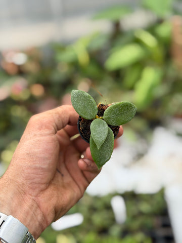 Hoya Thomsonii