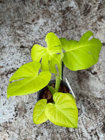 Monstera Golden Banana