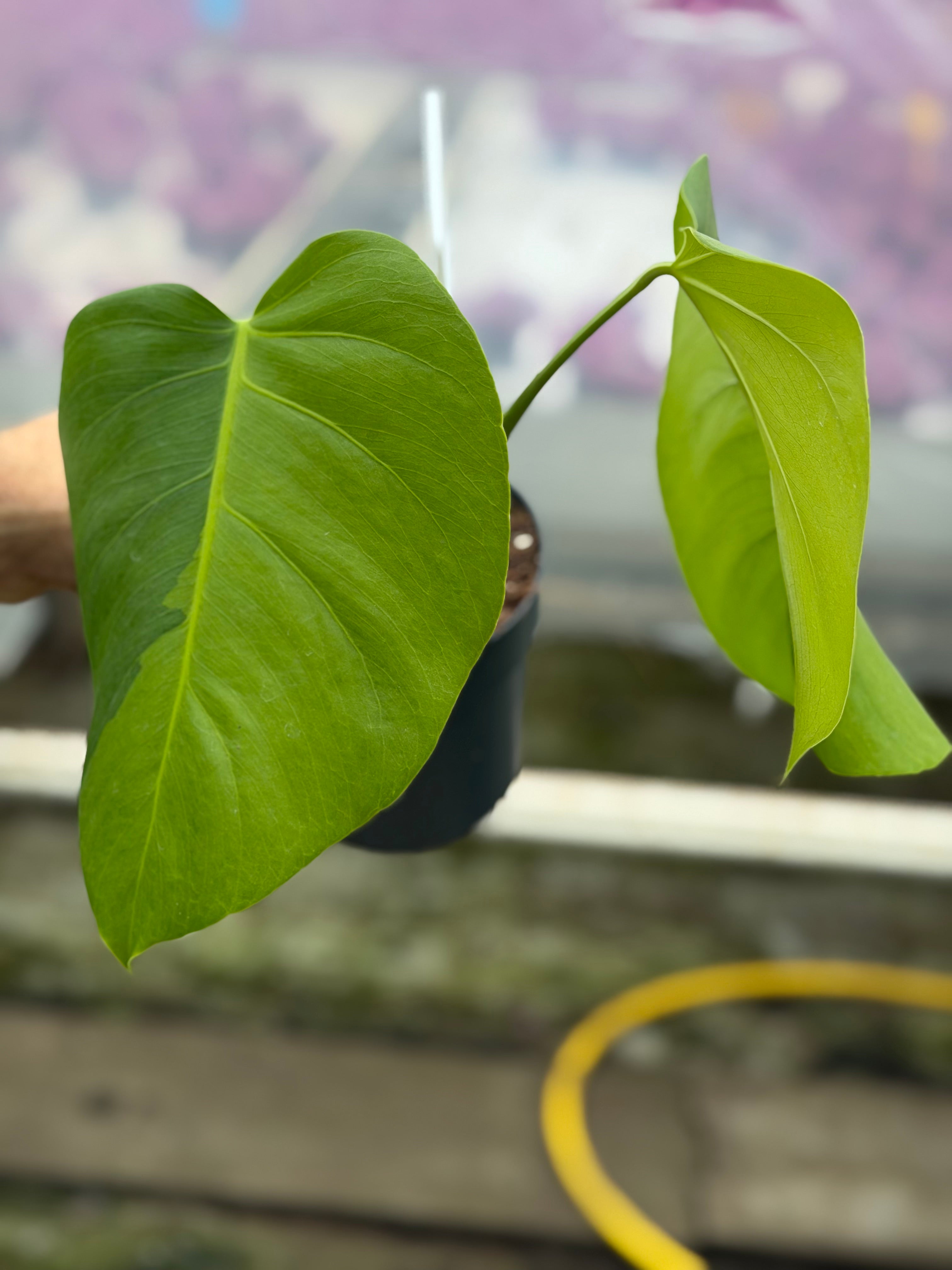 Monstera Green on Green – GrowJungle