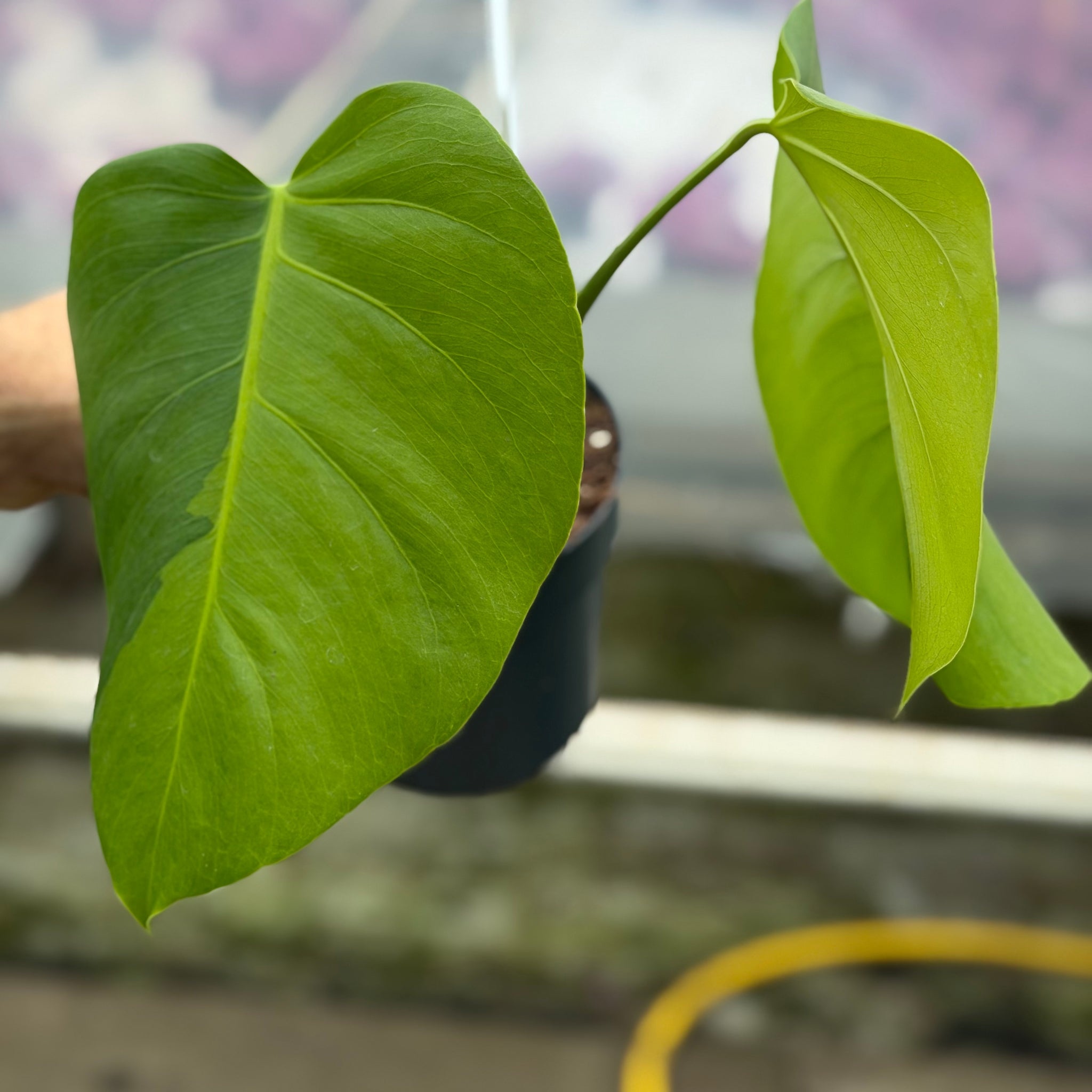 Monstera Green on Green – GrowJungle