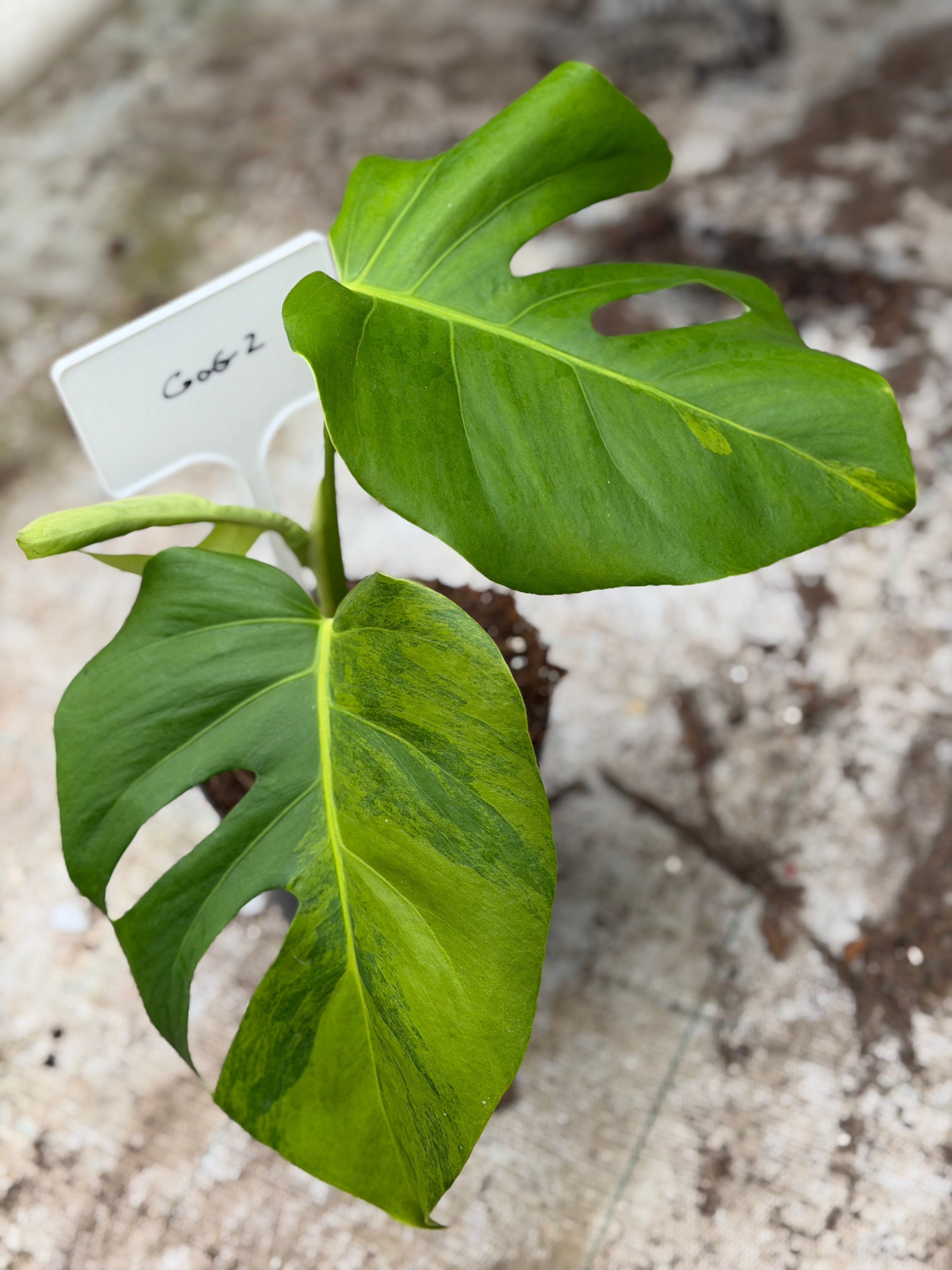 plantes vertes monstera Monstera Green on Green – GrowJungle