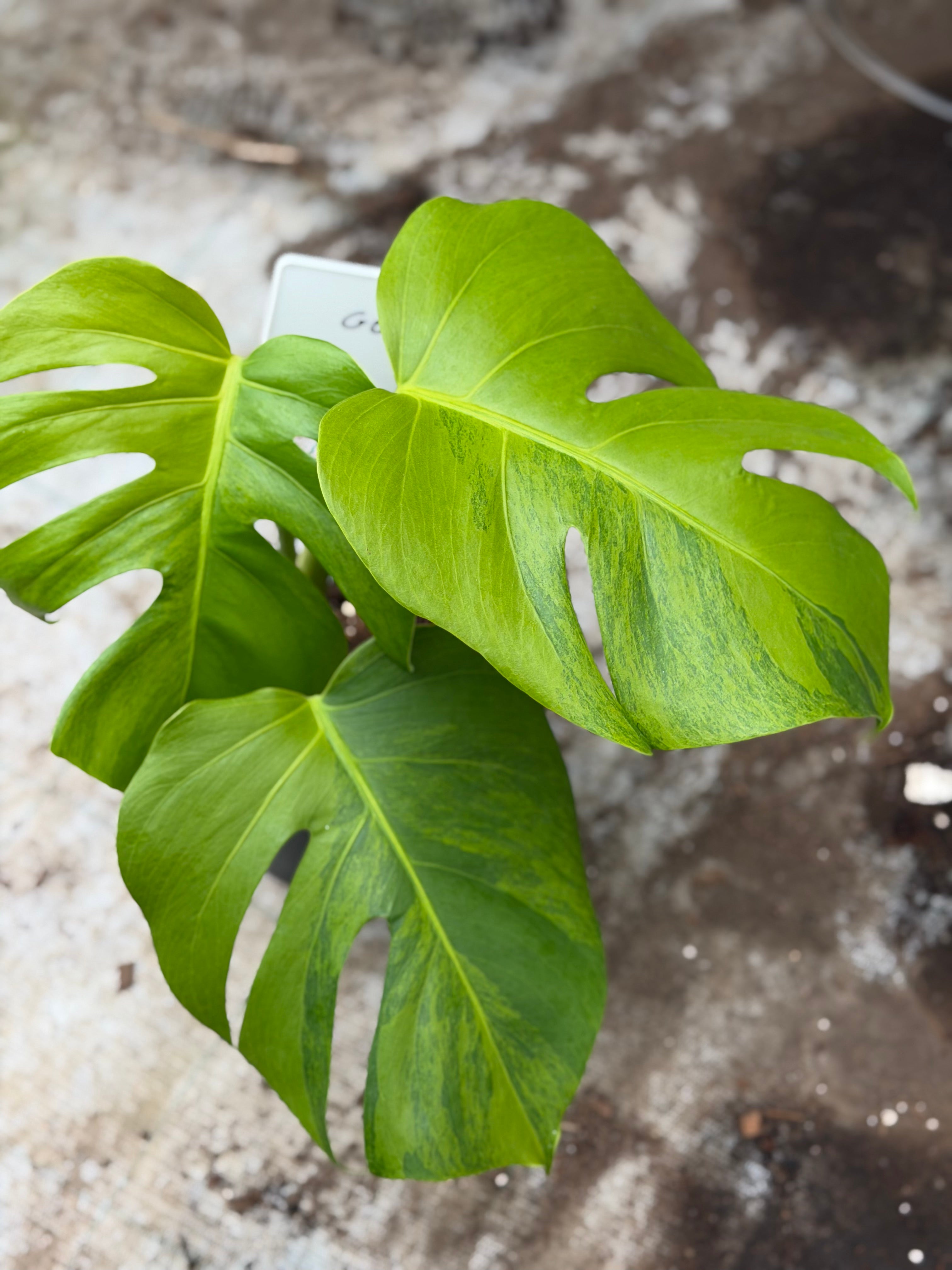 Monstera Green on Green – GrowJungle