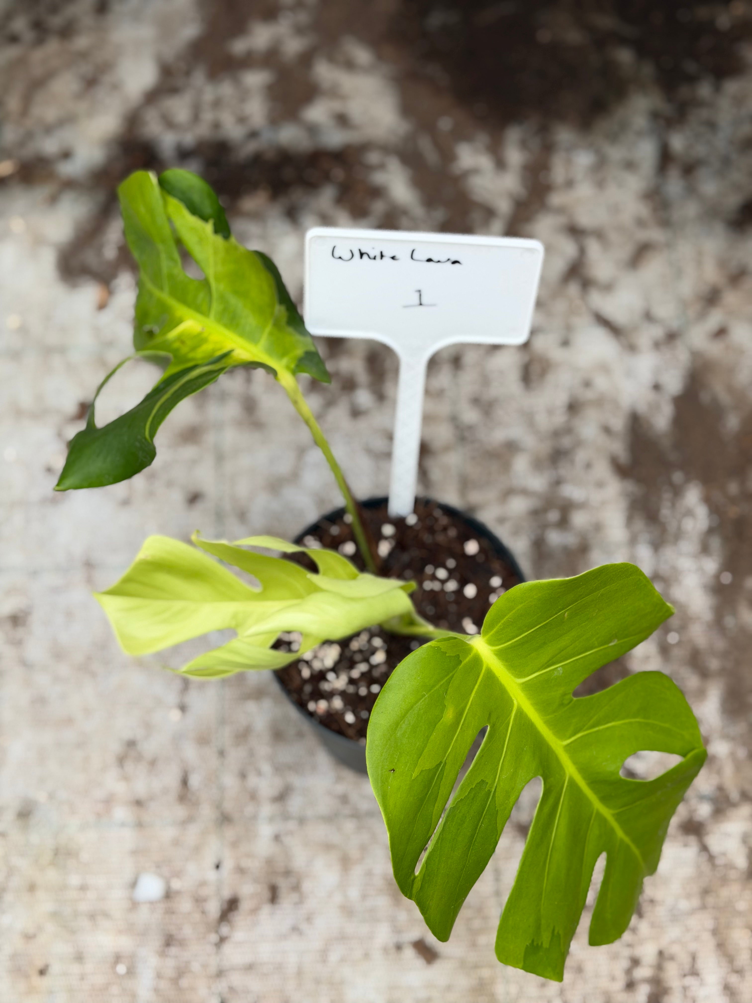 Monstera White Lava – GrowJungle