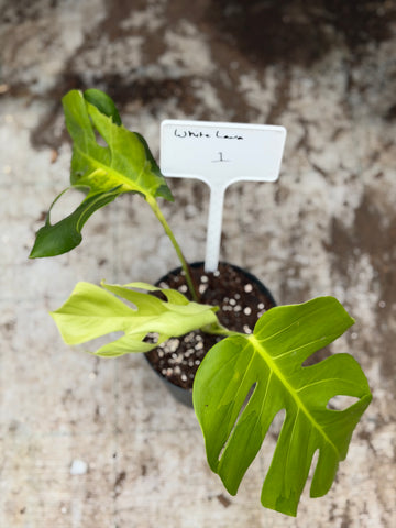Monstera White Lava