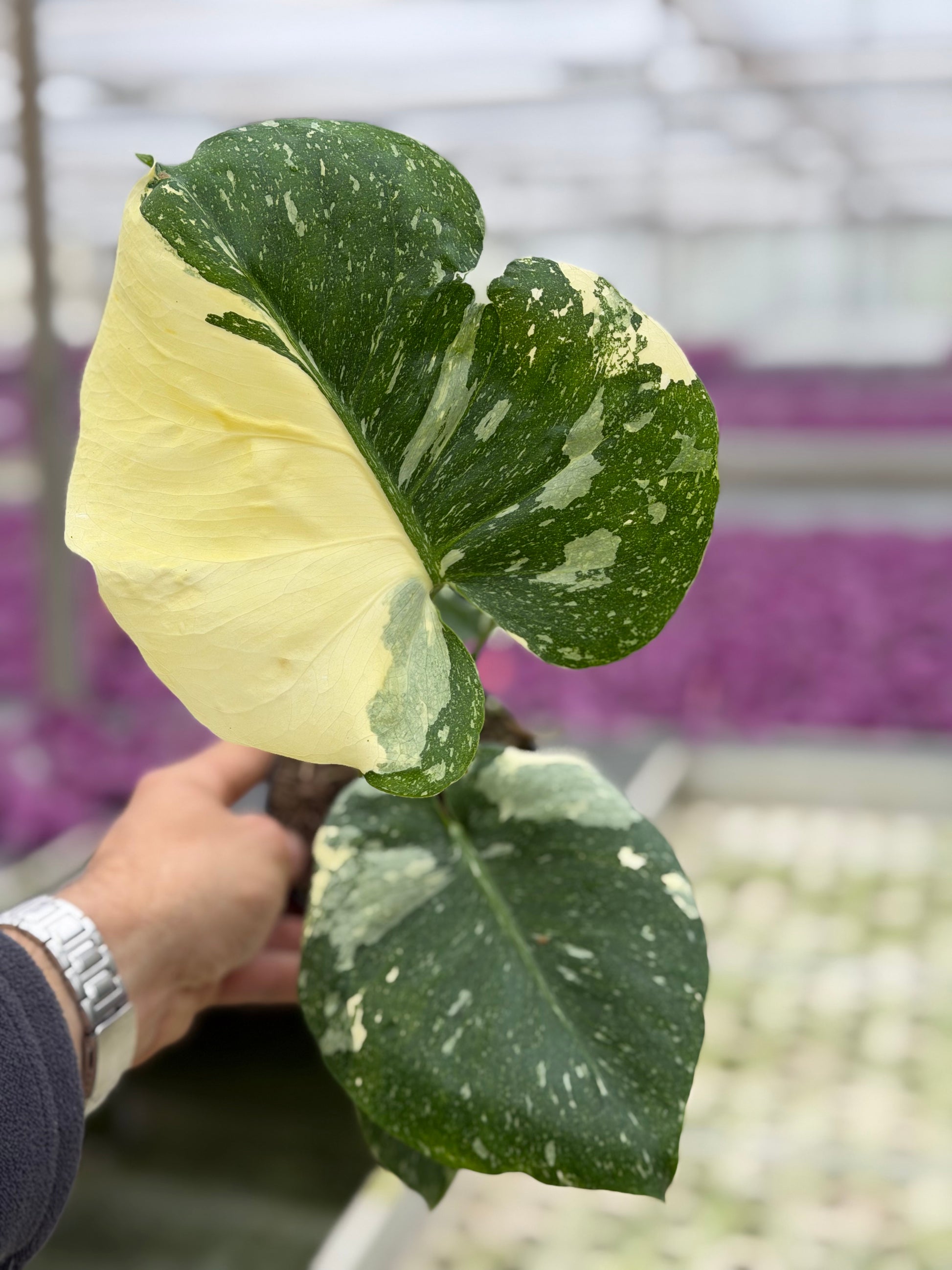 Monstera Rare Mutation – Exact Plant You Will Receive – Hand-Picked –  GrowJungle