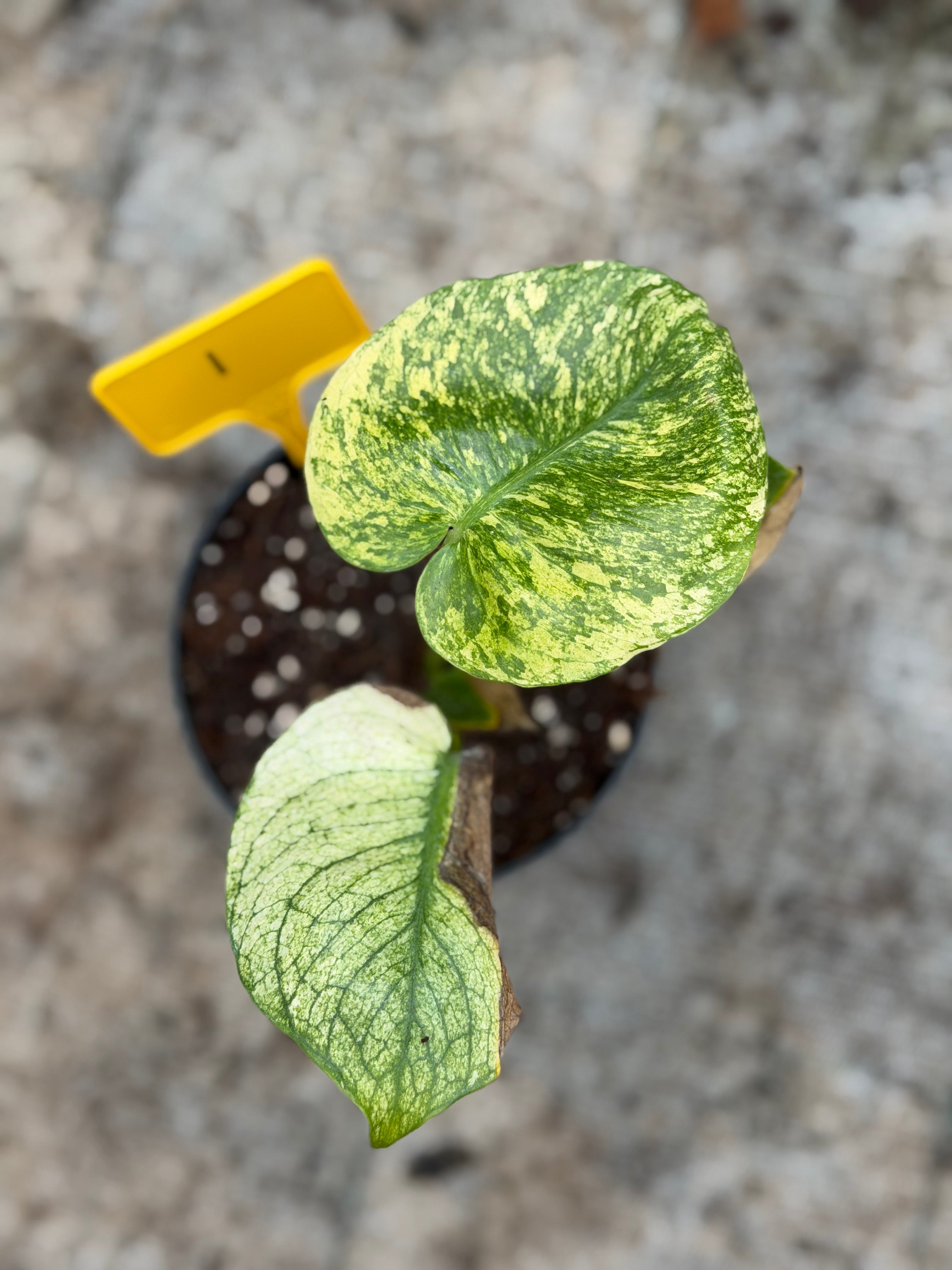 Monstera Siam Mint – GrowJungle