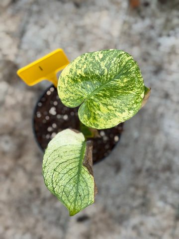 Monstera Siam Mint