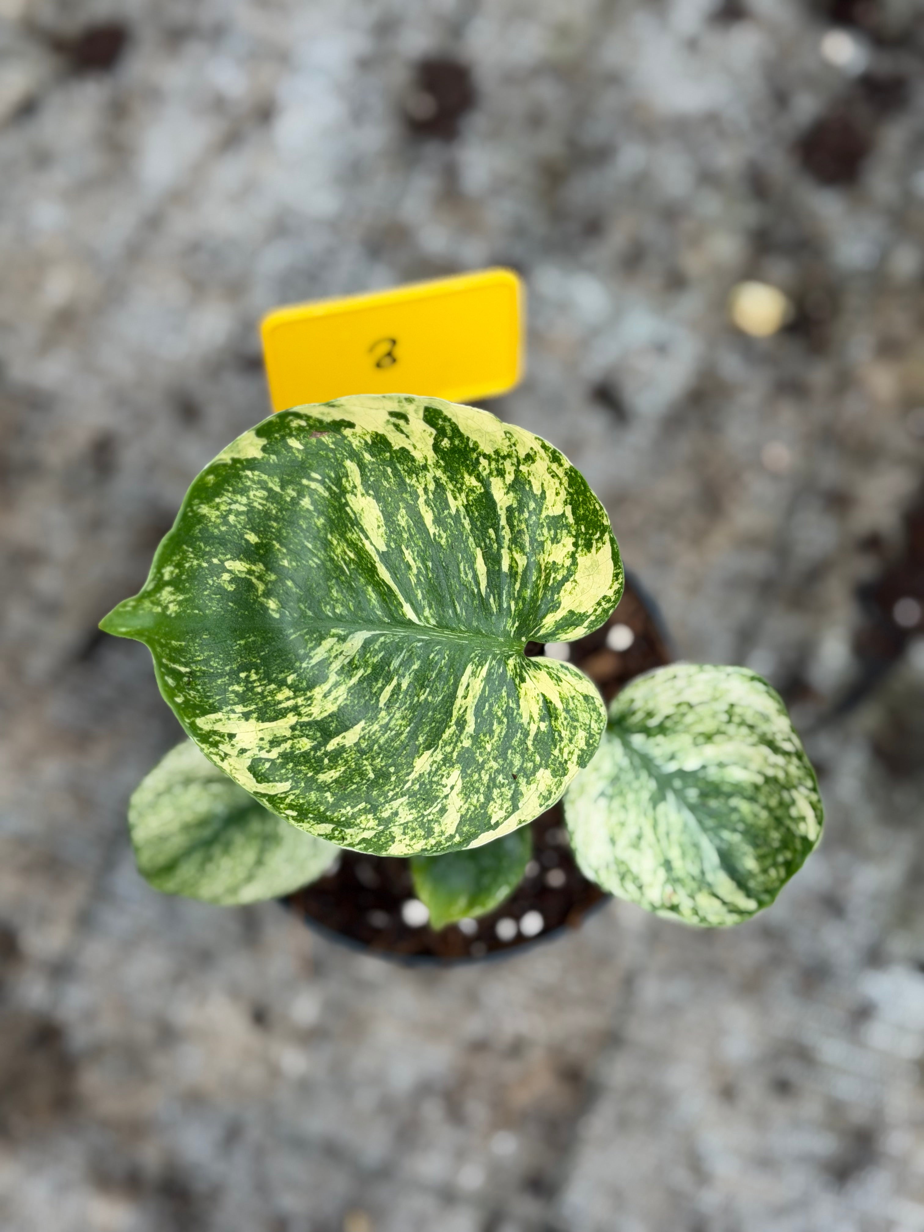 Monstera Siam Mint – GrowJungle