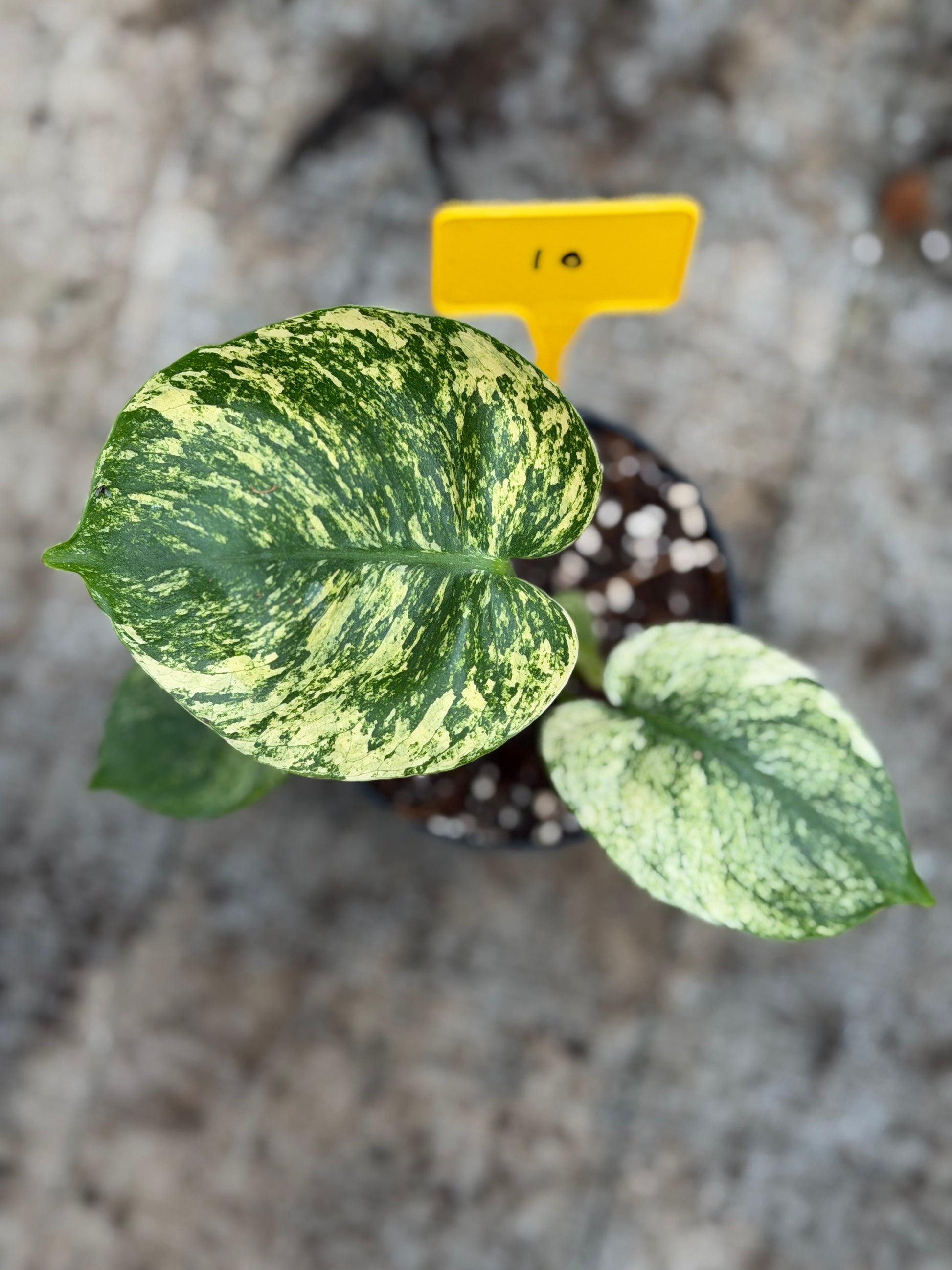 monstera siam Monstera Siam Mint – GrowJungle