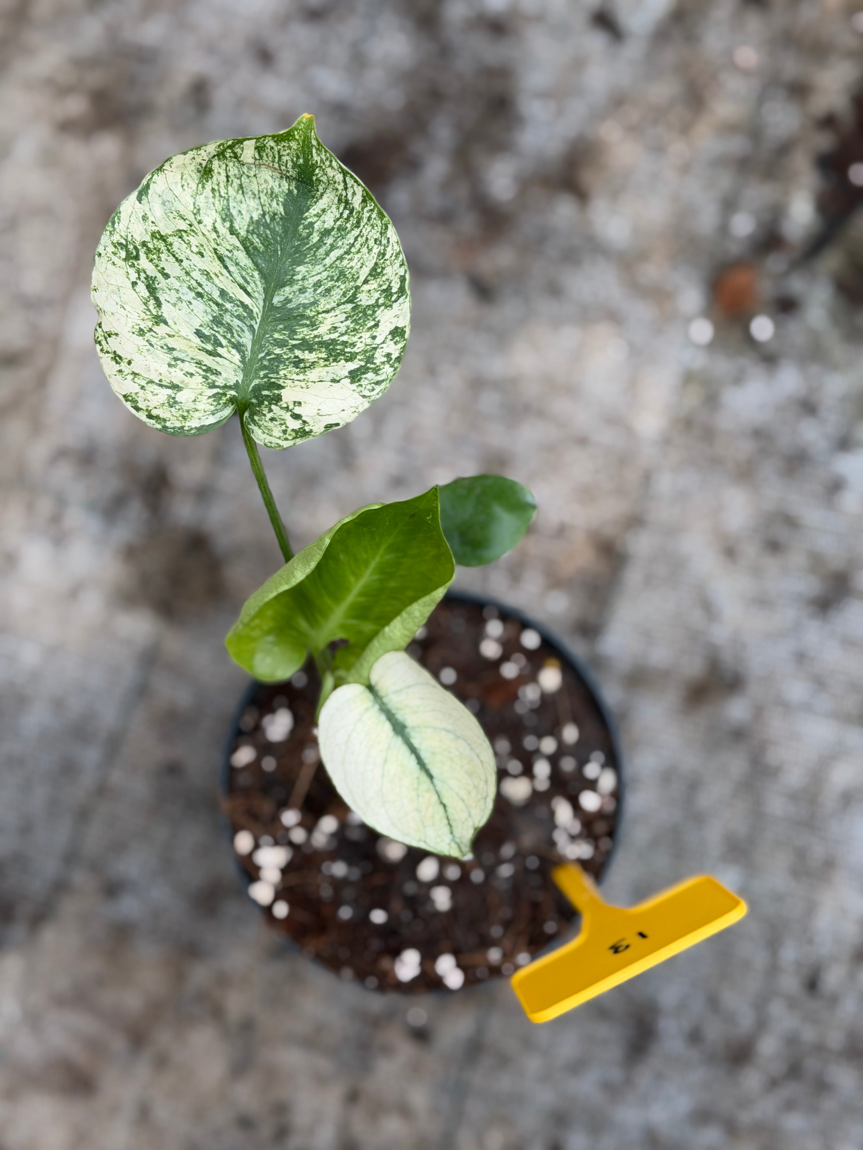 Monstera Siam Mint – GrowJungle