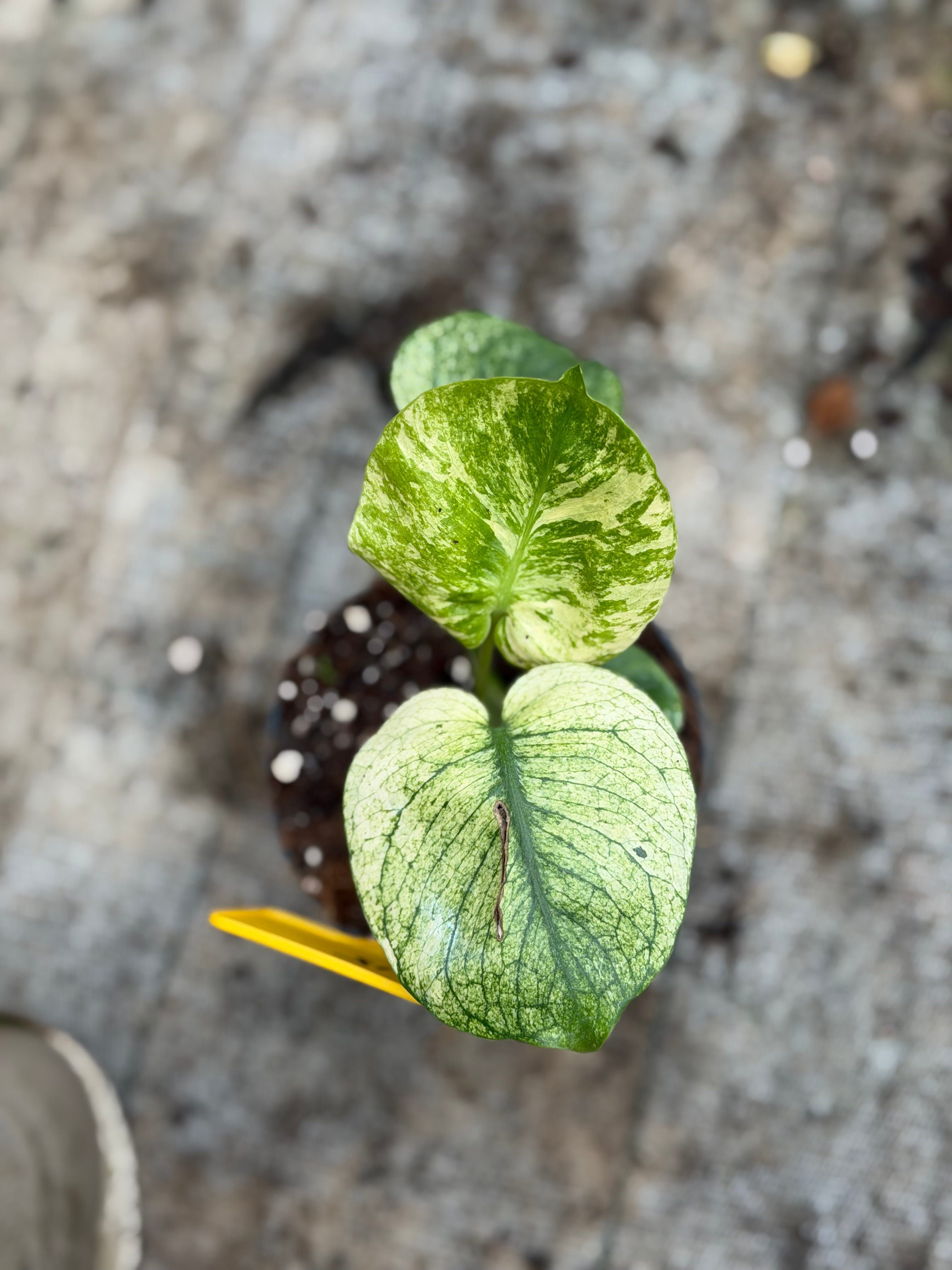 Monstera Siam Mint – GrowJungle