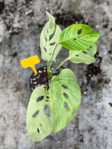 Monstera Lanita Mint