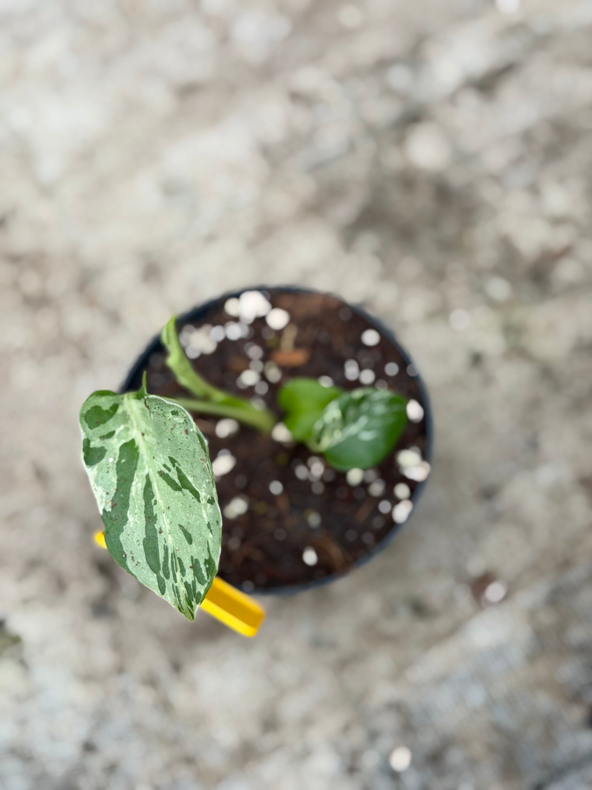 monstera plant seedling Monstera Deliciosa “Bulbasaur”