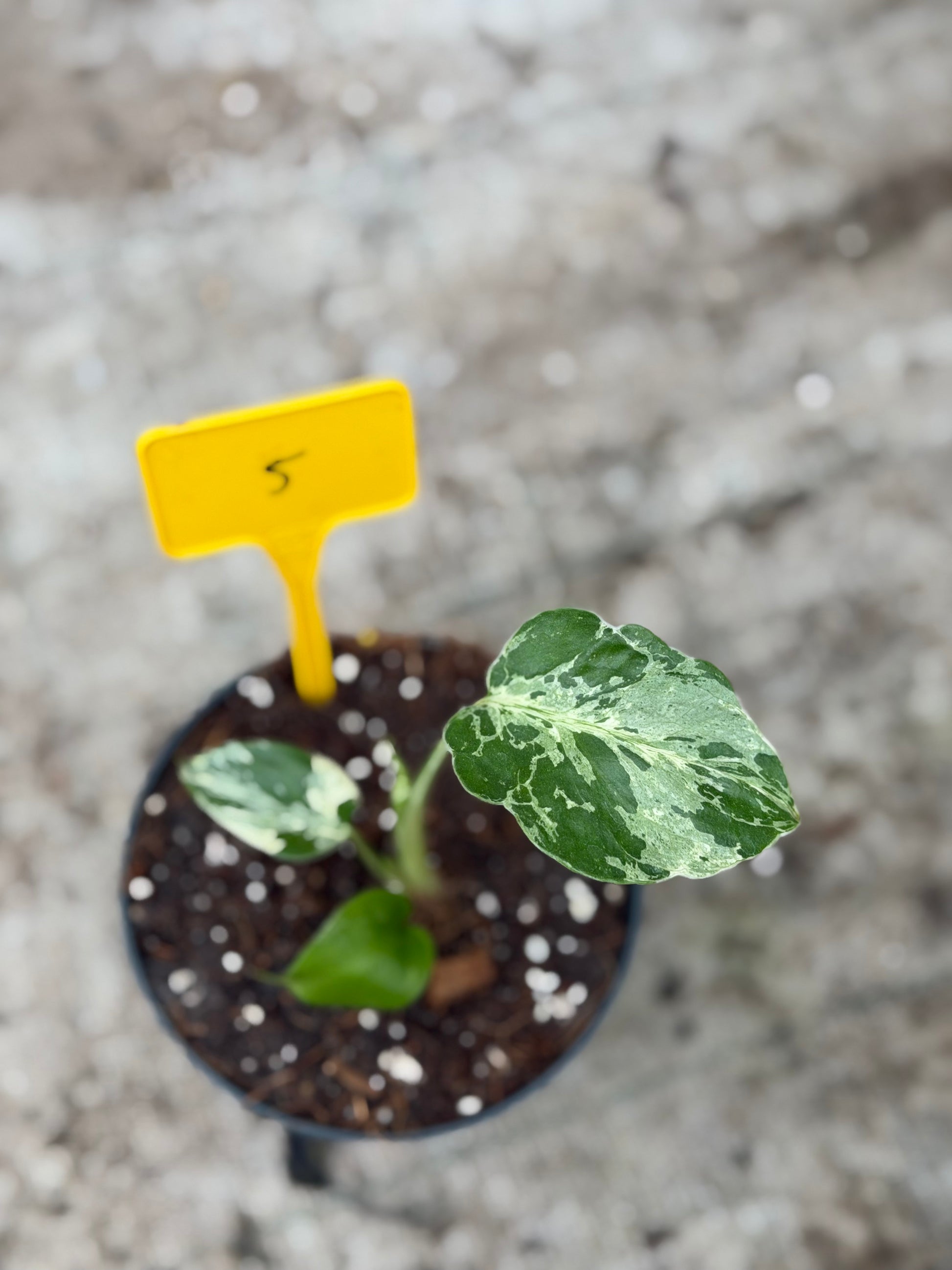 monstera seedling Monstera Deliciosa “Bulbasaur”