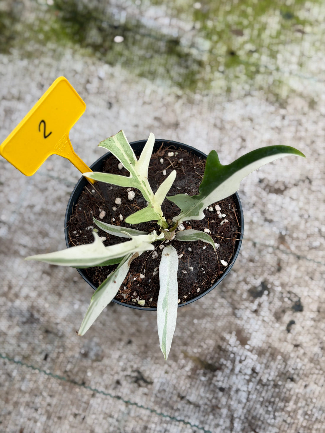 Philodendron Tortum Albo Variegated