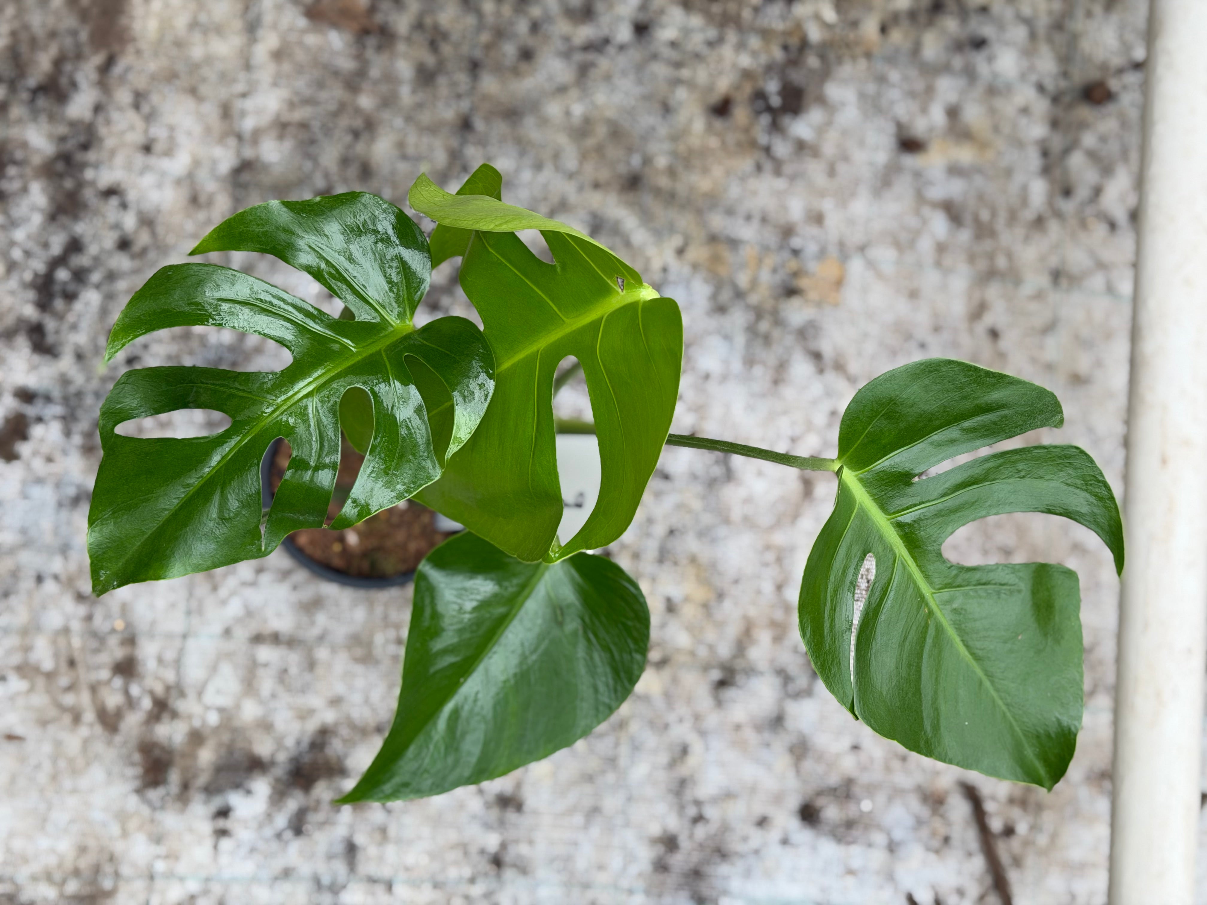 Monstera Form 6 – GrowJungle