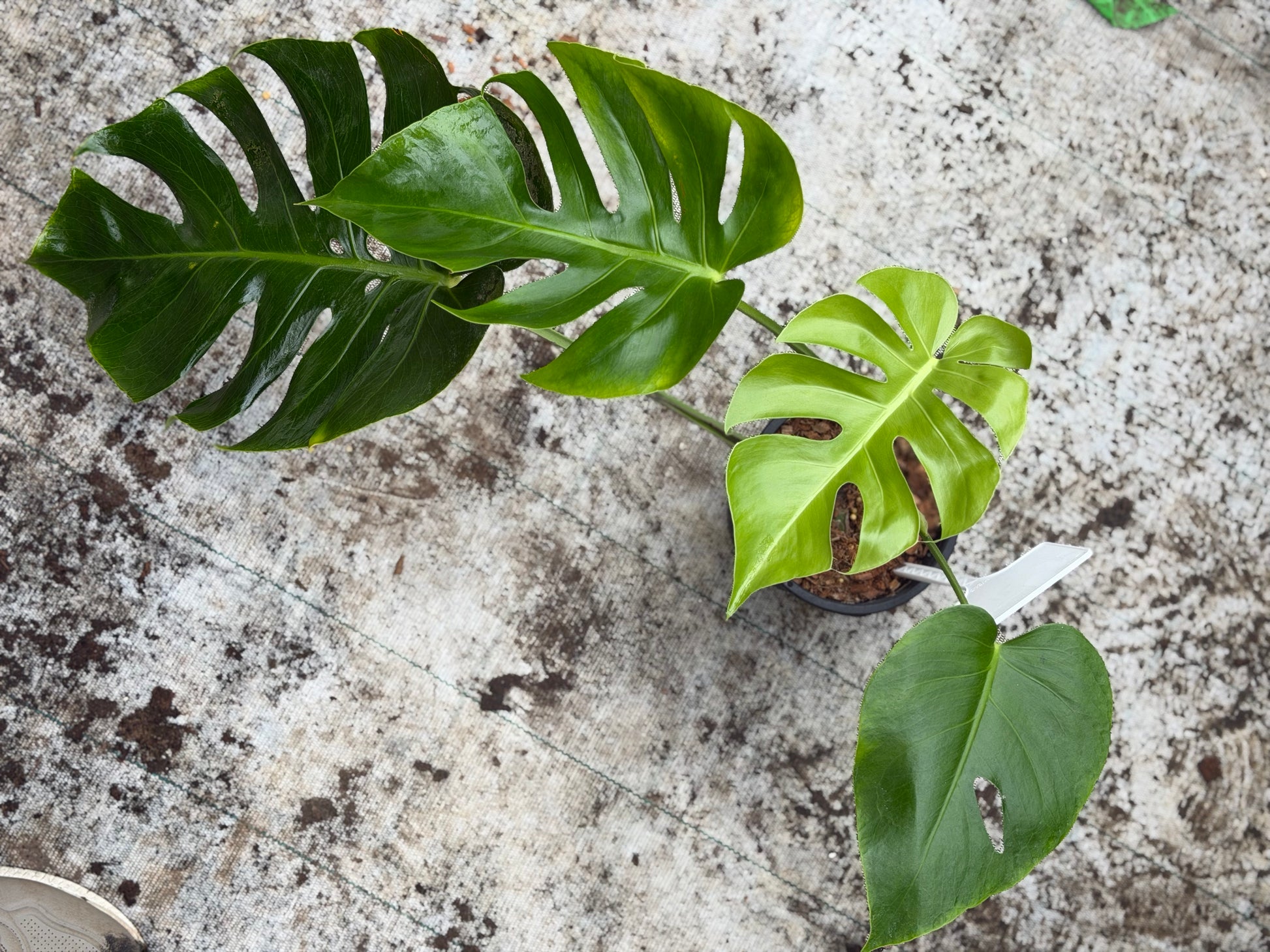 monstera deliciosa form 6 Monstera Form 6