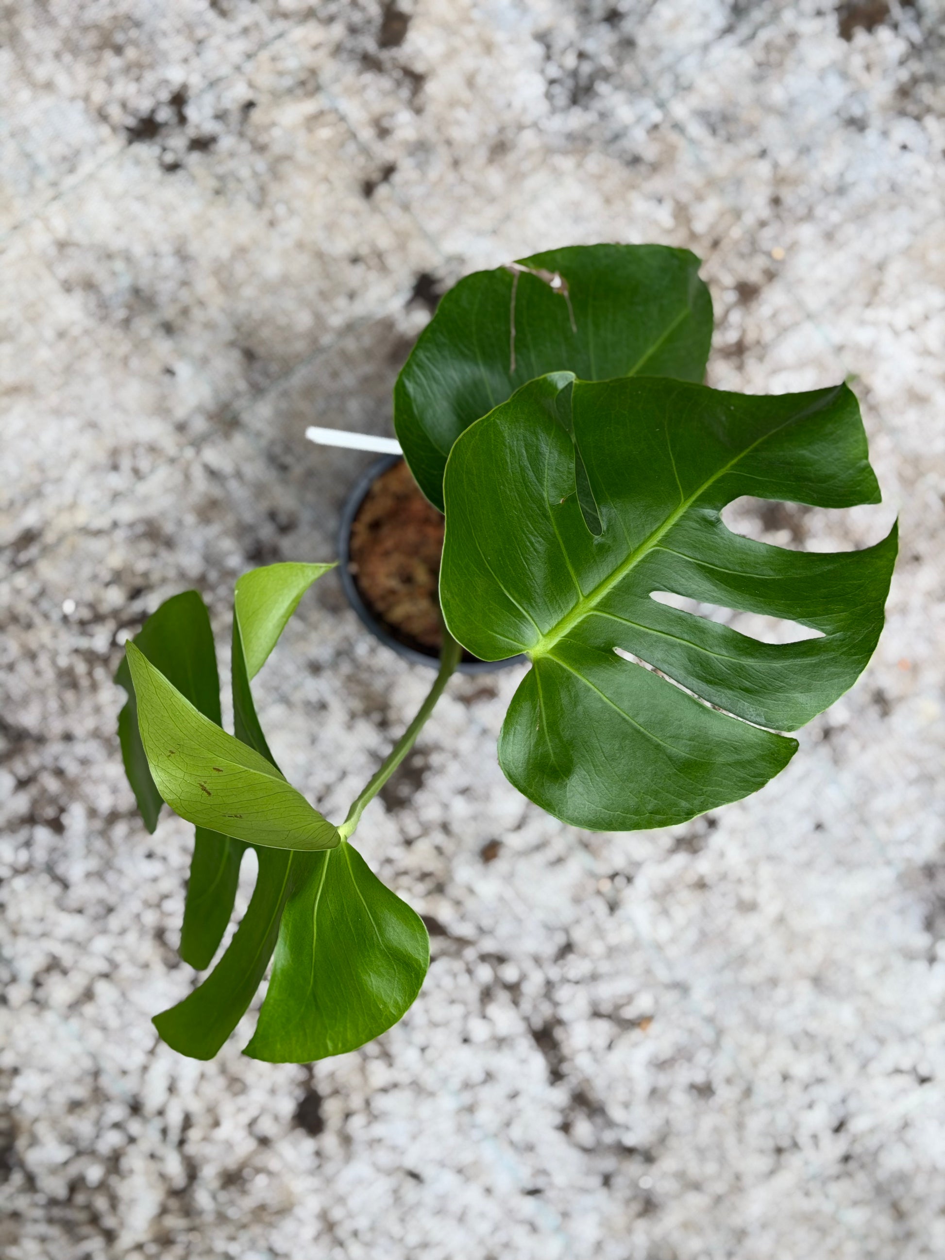 Monstera Form 6 – GrowJungle