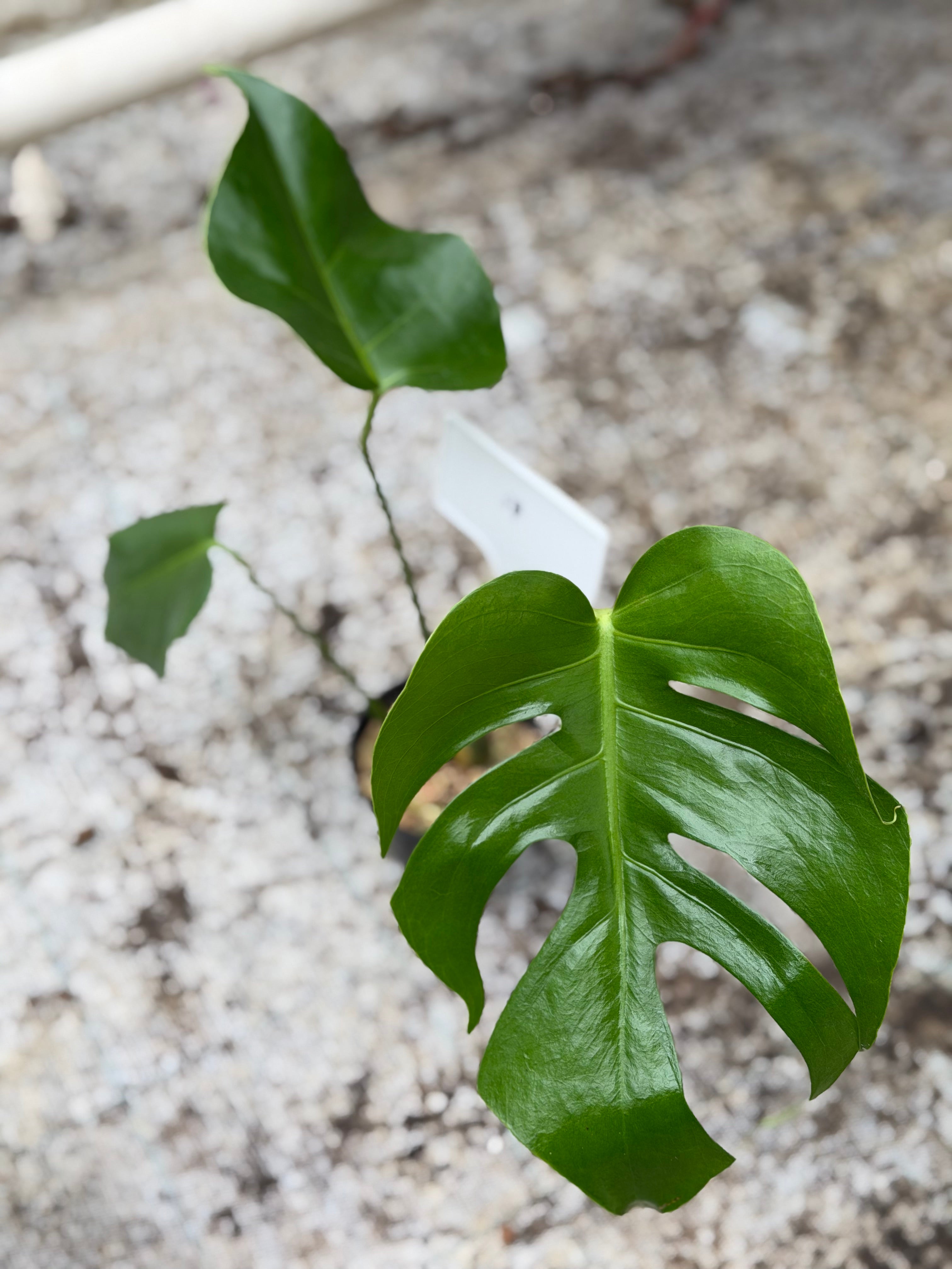 Monstera Form 6 – GrowJungle