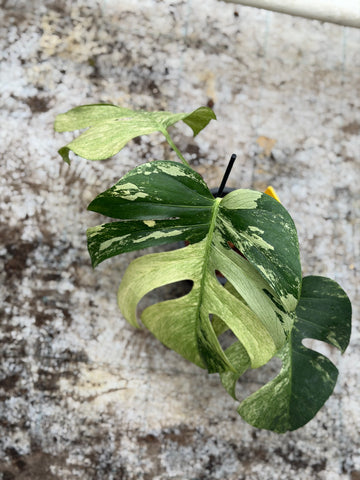 Monstera Jungle Mint