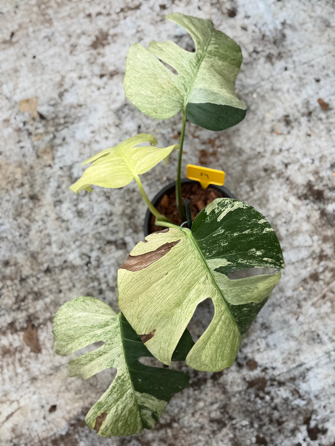 Monstera Jungle Mint