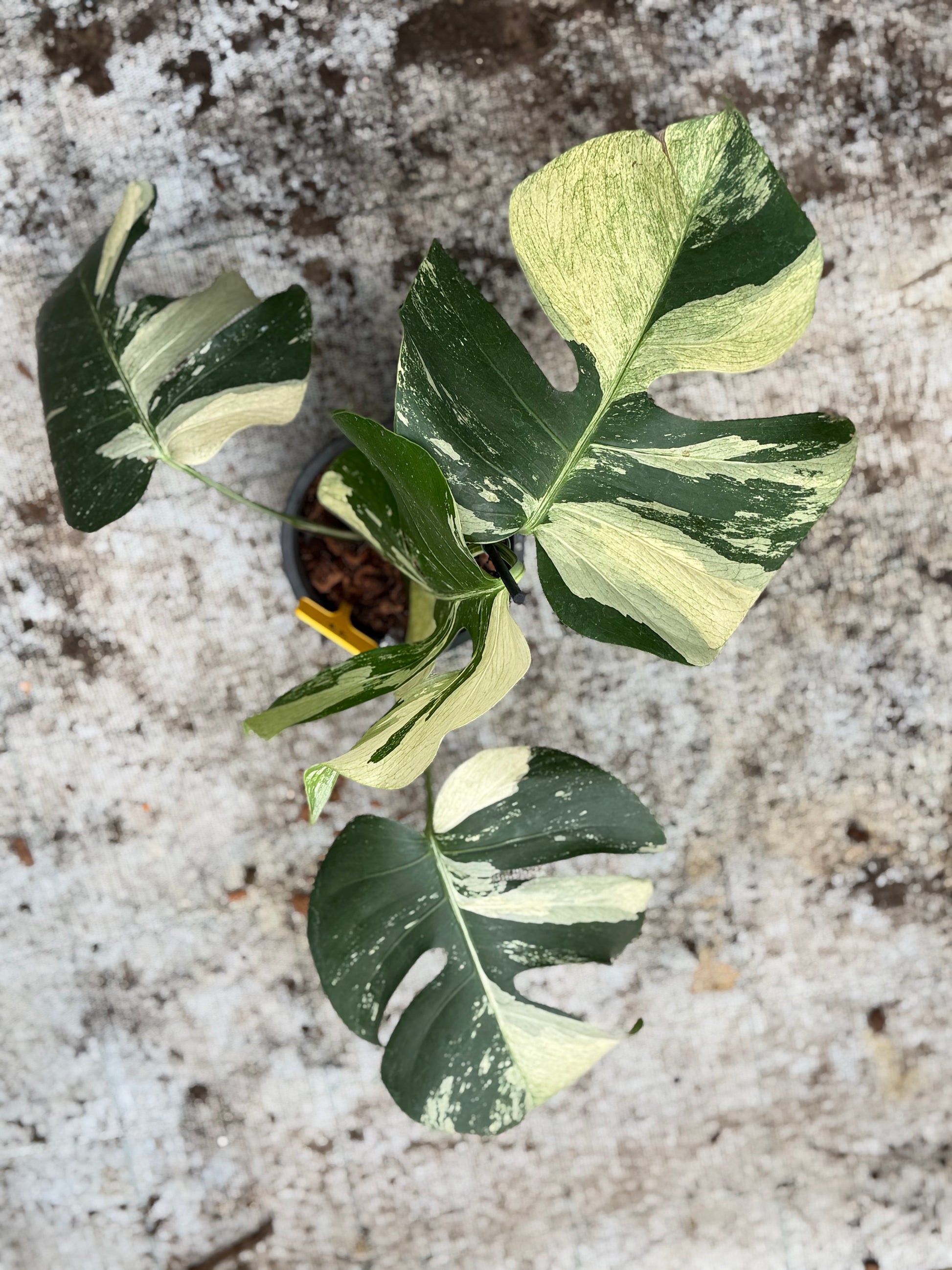 jungle mint monstera Monstera Jungle Mint