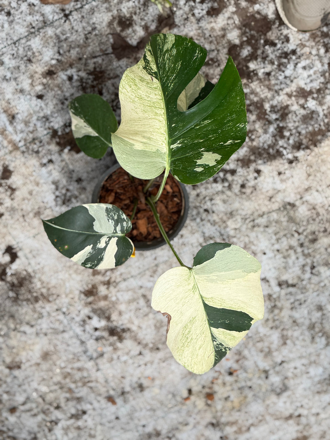 Monstera Jungle Mint