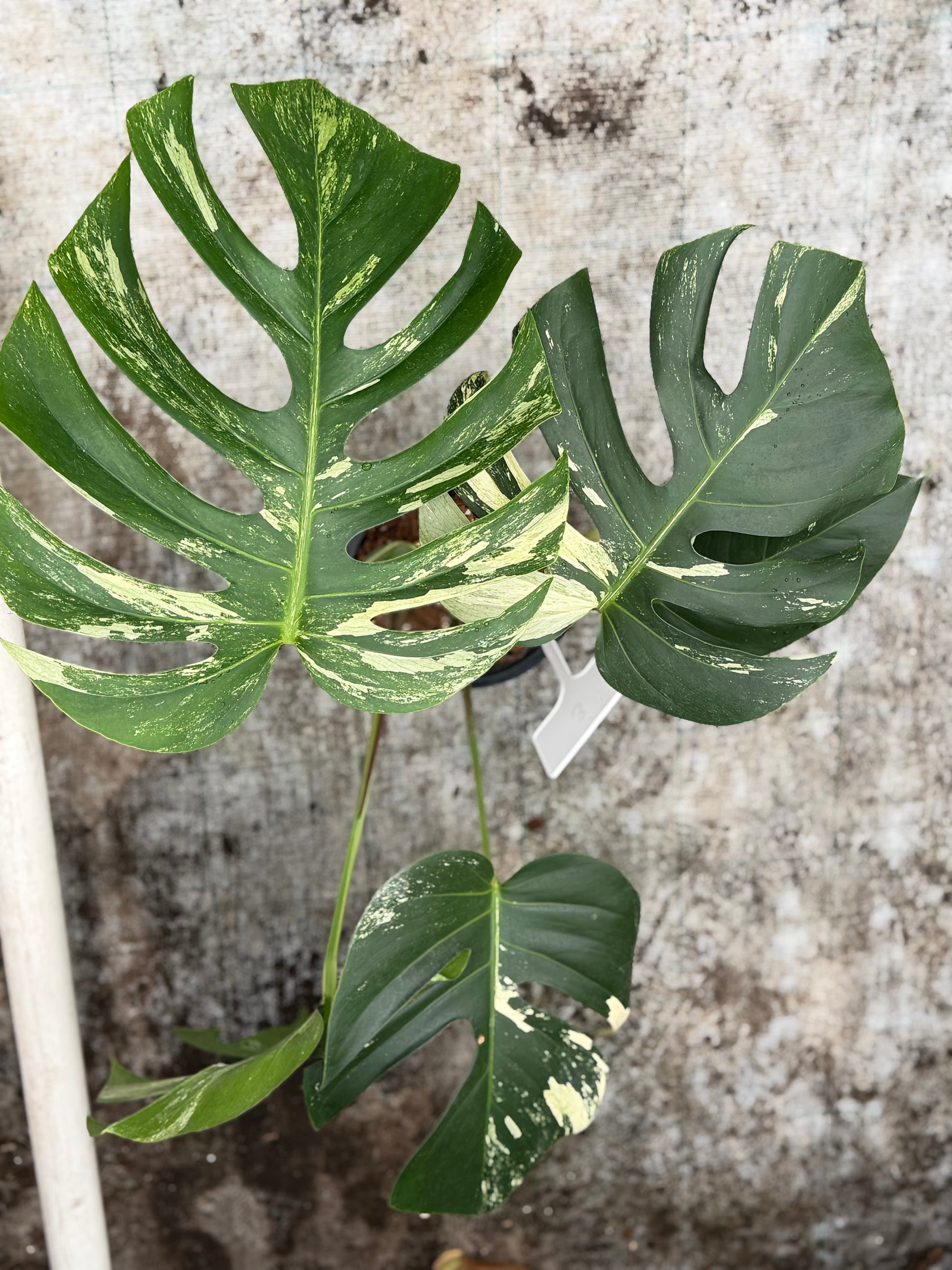 monstera deliciosa jungle Monstera Jungle Mint