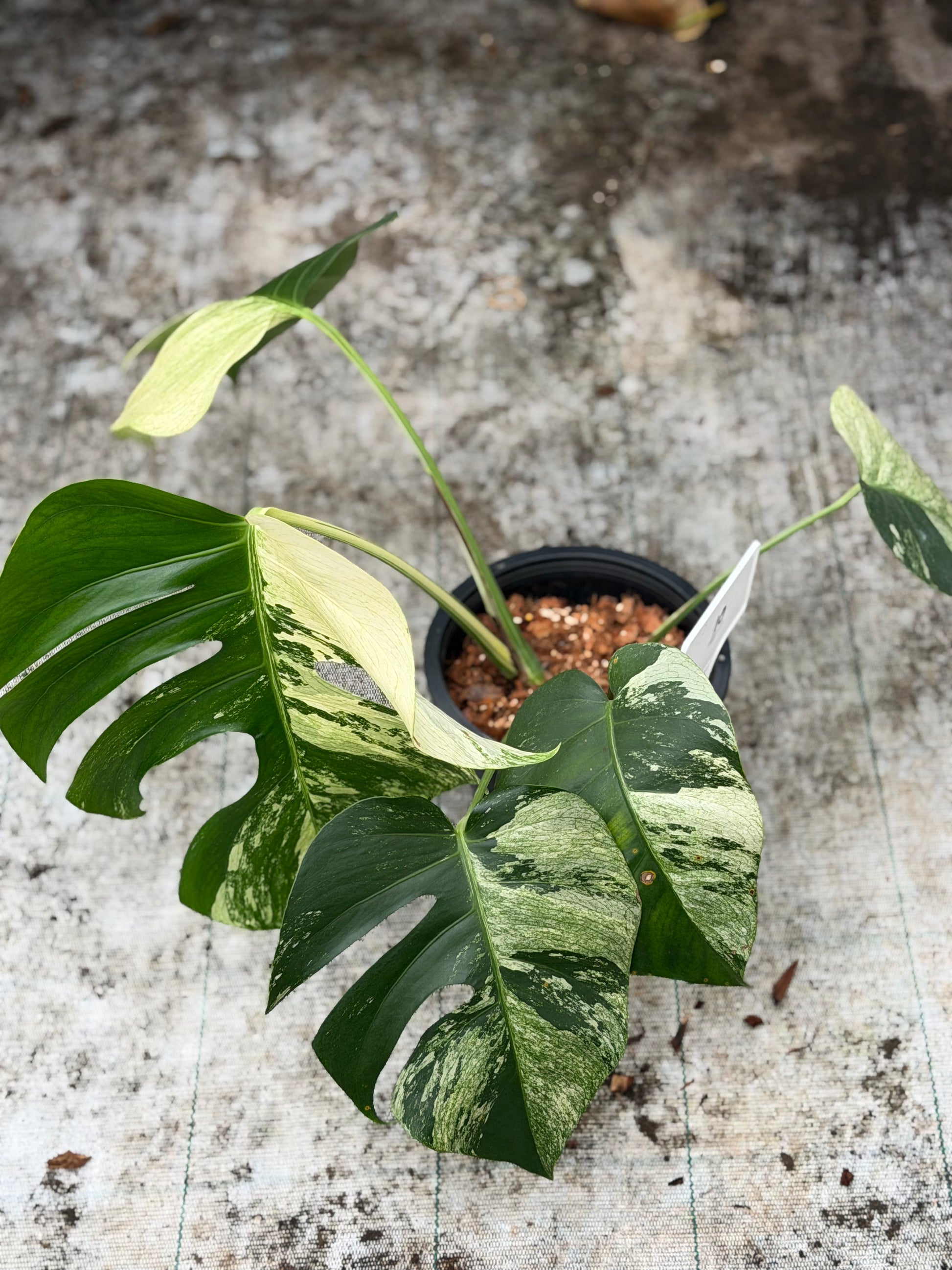 monstera jungle plant Monstera Jungle Mint