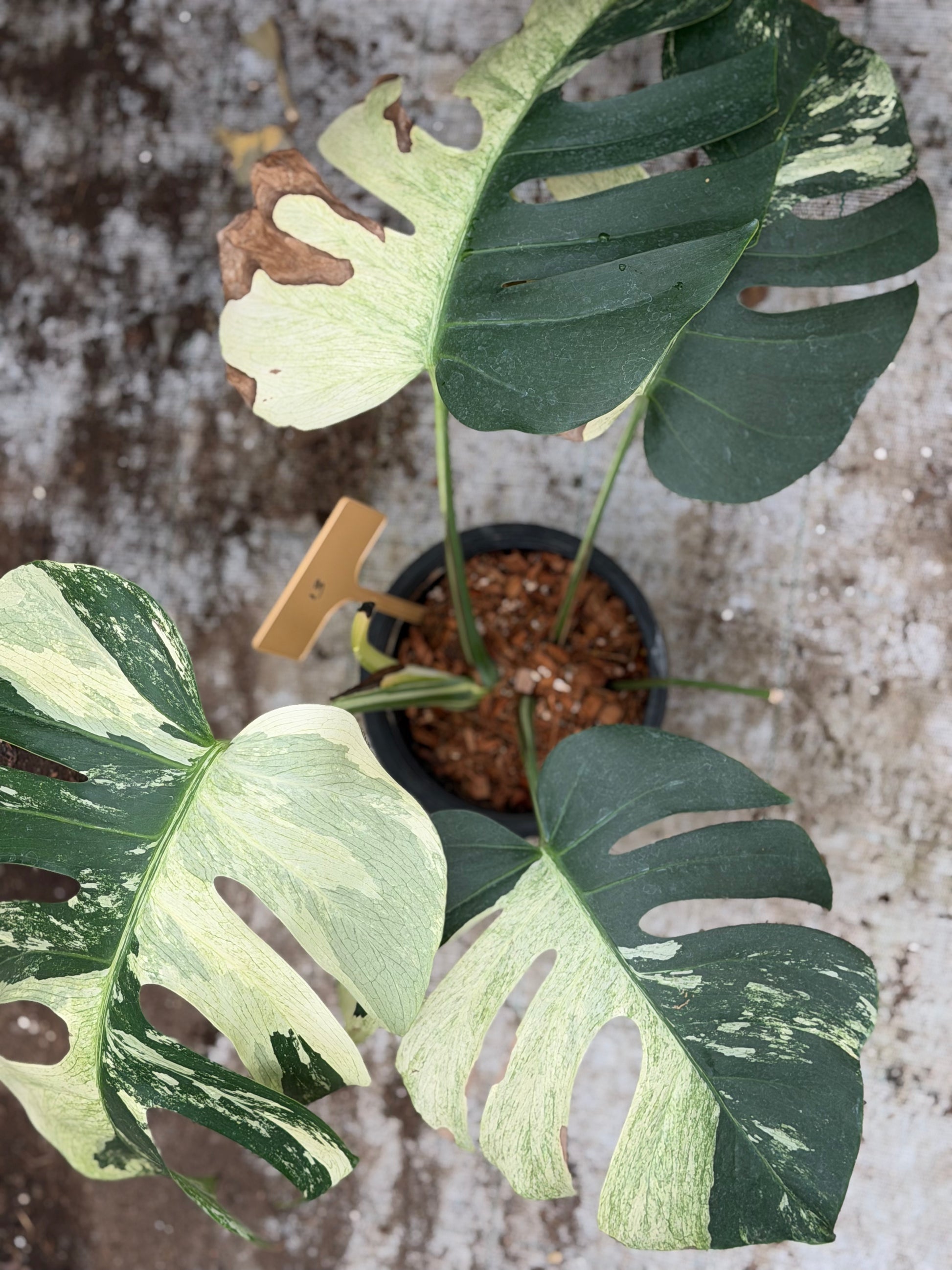 Monstera Jungle Mint – GrowJungle Monstera Jungle Mint – GrowJungle